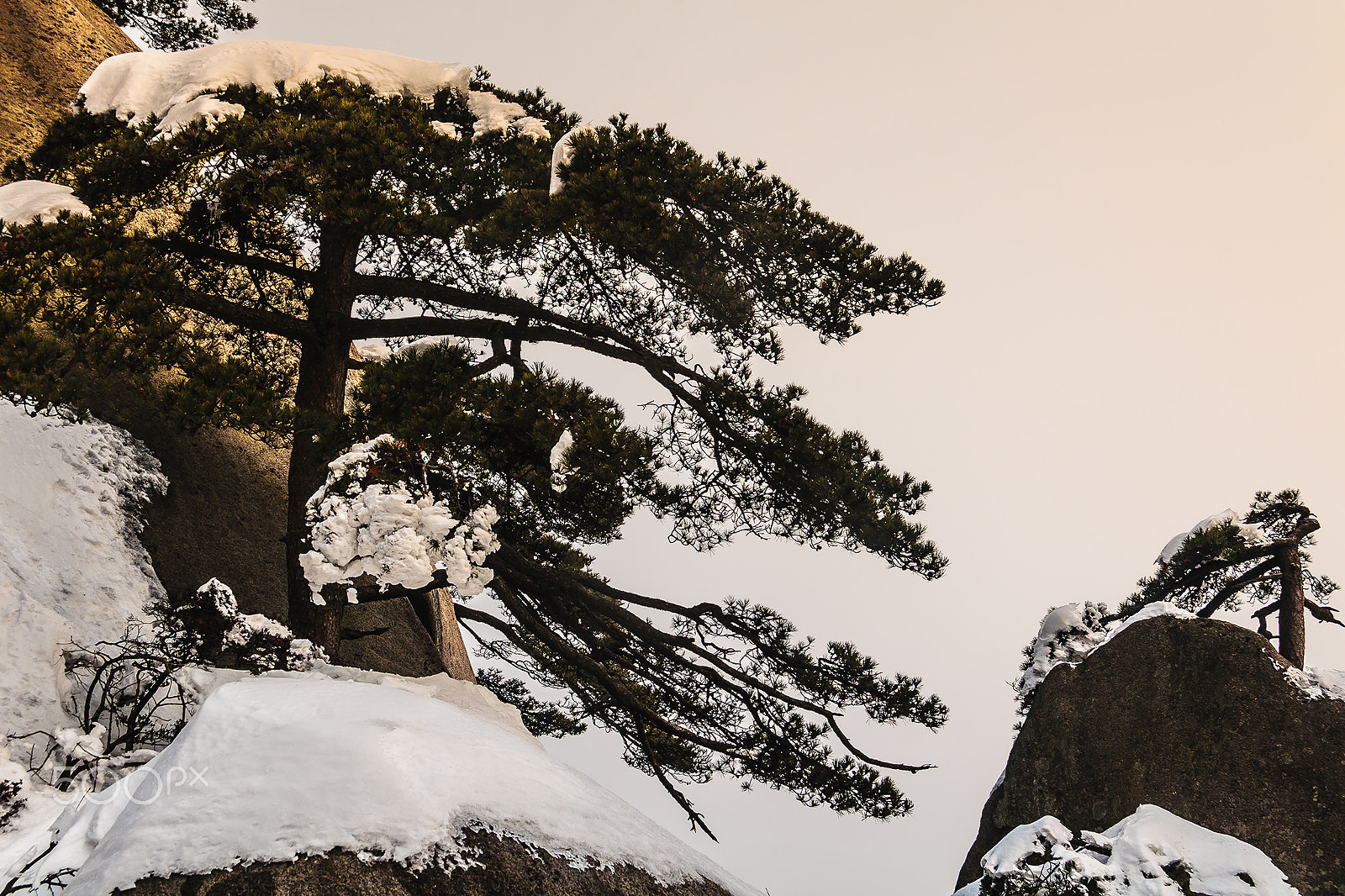 Canon EF-S 17-85mm F4-5.6 IS USM sample photo. Pine & snow_137 photography