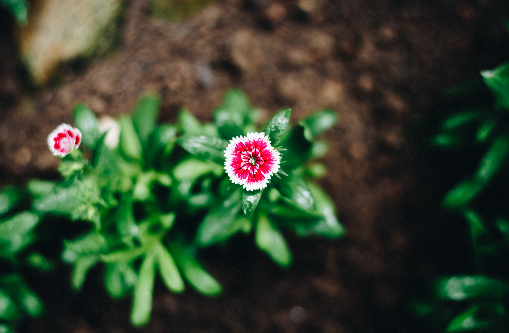 ZEISS Planar T* 50mm F1.4 sample photo. Flower photography