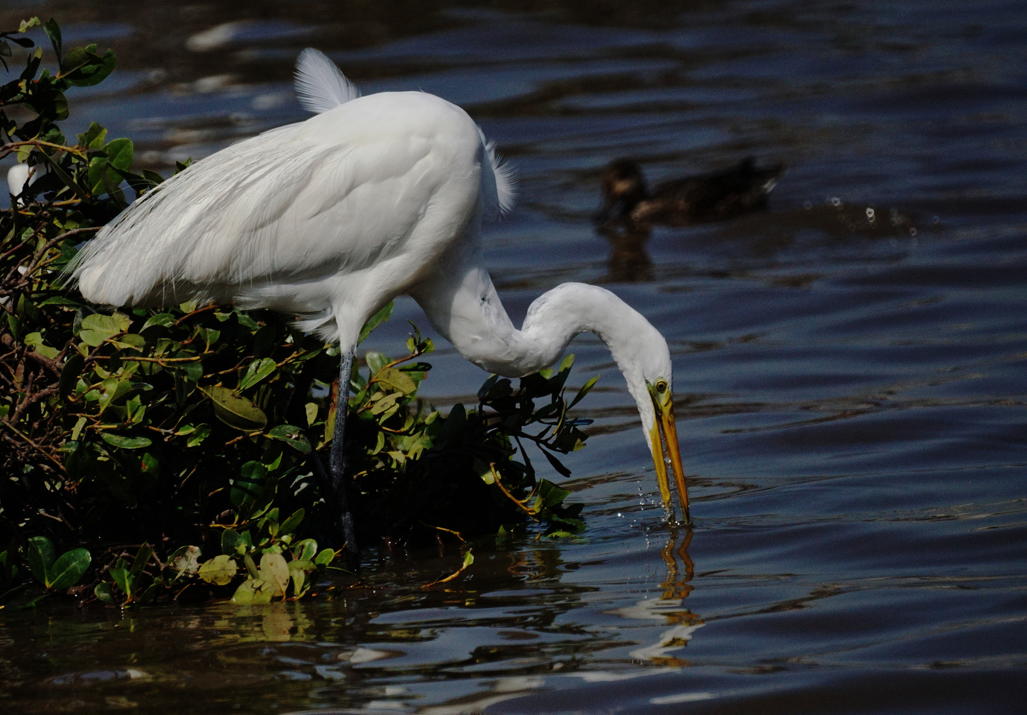 Sony ILCA-77M2 + Sony 500mm F8 Reflex sample photo. I am thirsty photography