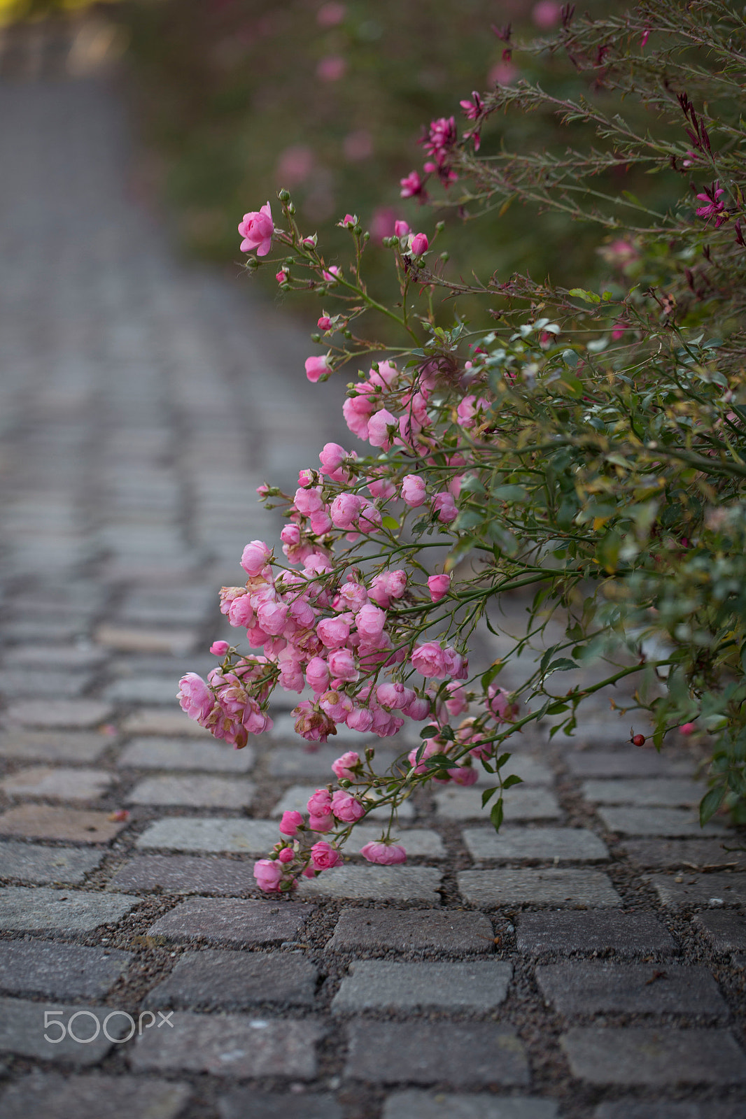 Canon EF 100mm F2.8L Macro IS USM sample photo. Flowers closeup photography