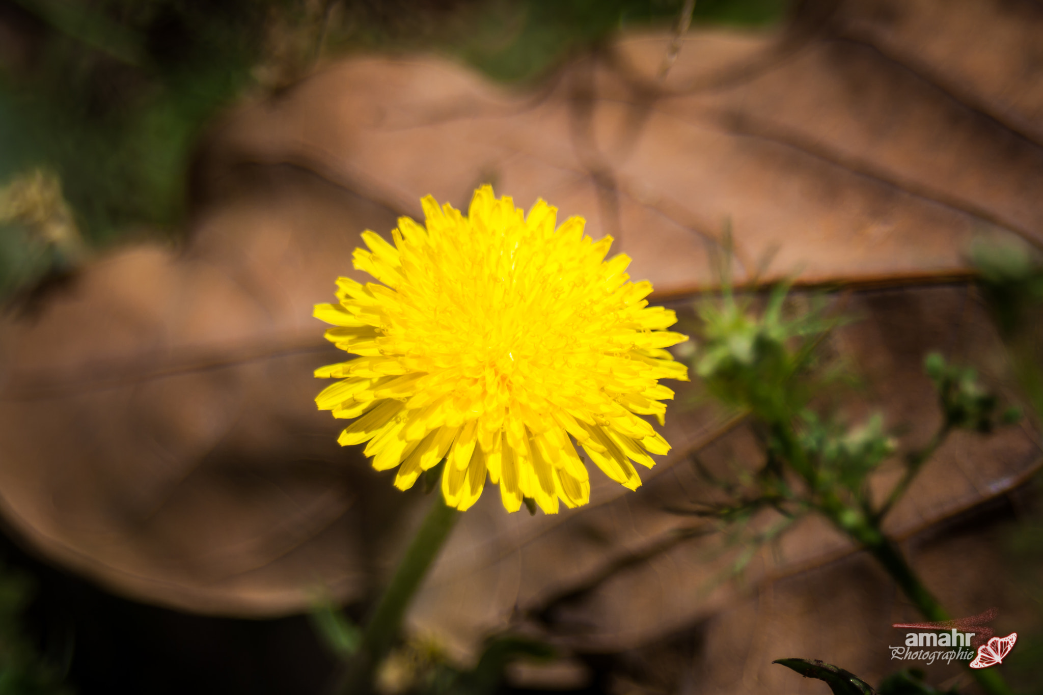Canon EF 28-80mm f/3.5-5.6 sample photo. Fleur photography