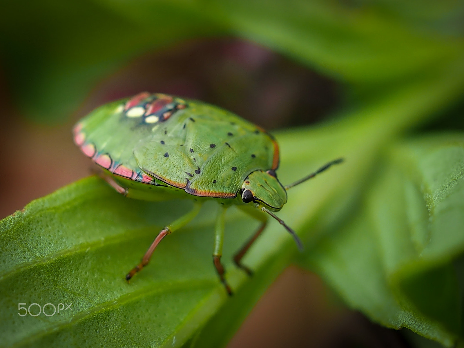 Olympus M.Zuiko Digital ED 60mm F2.8 Macro sample photo. Green bug photography