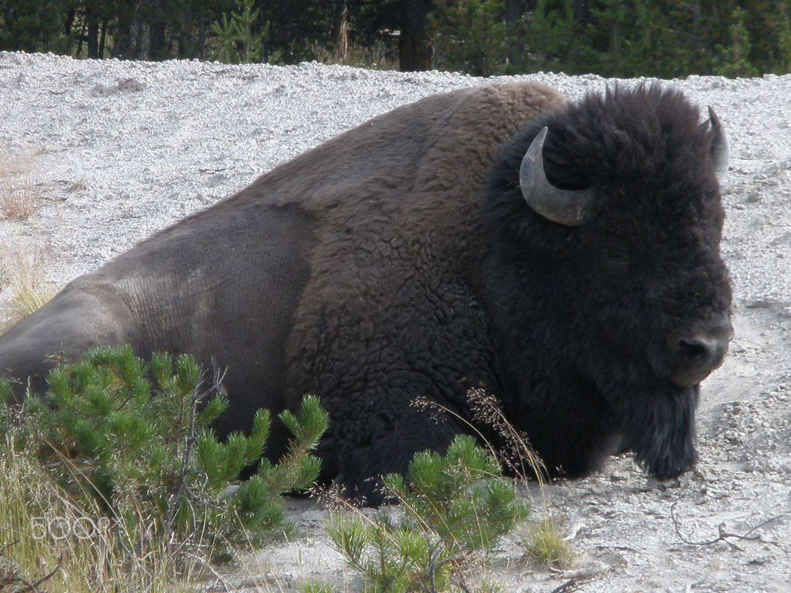 Olympus FE340,X855,C560 sample photo. Bison photography