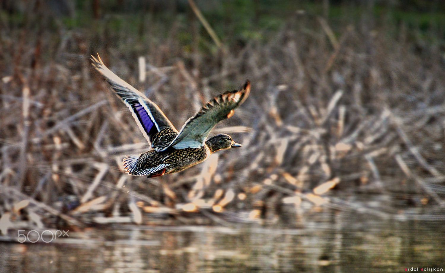 Nikon D4 sample photo. Duck photography
