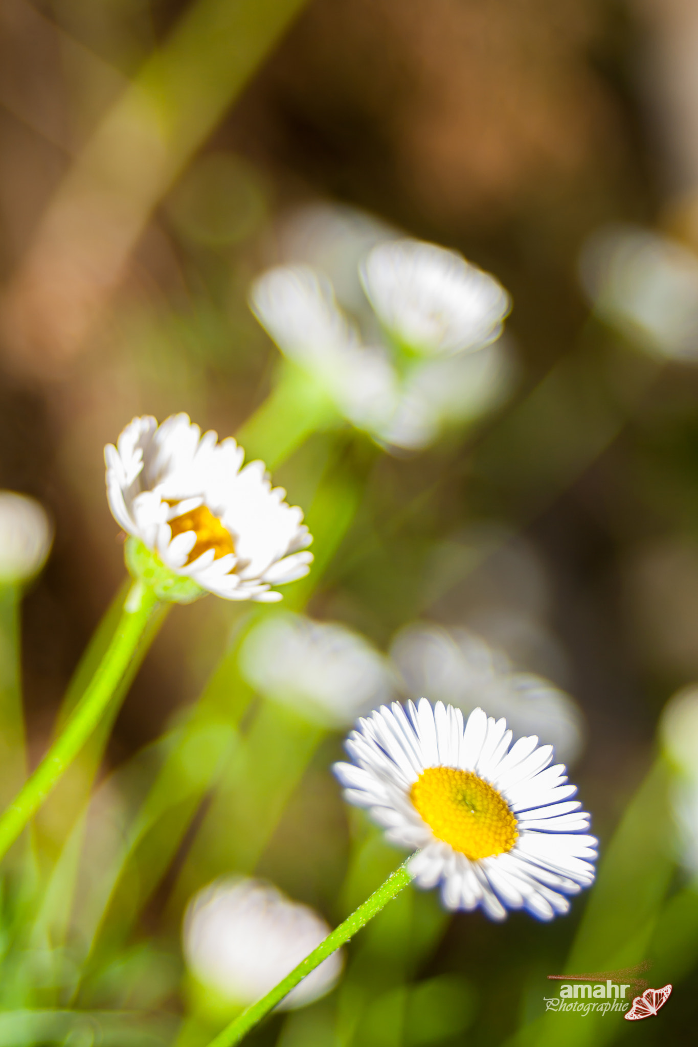 Canon EF 28-80mm f/3.5-5.6 sample photo. Fleur photography