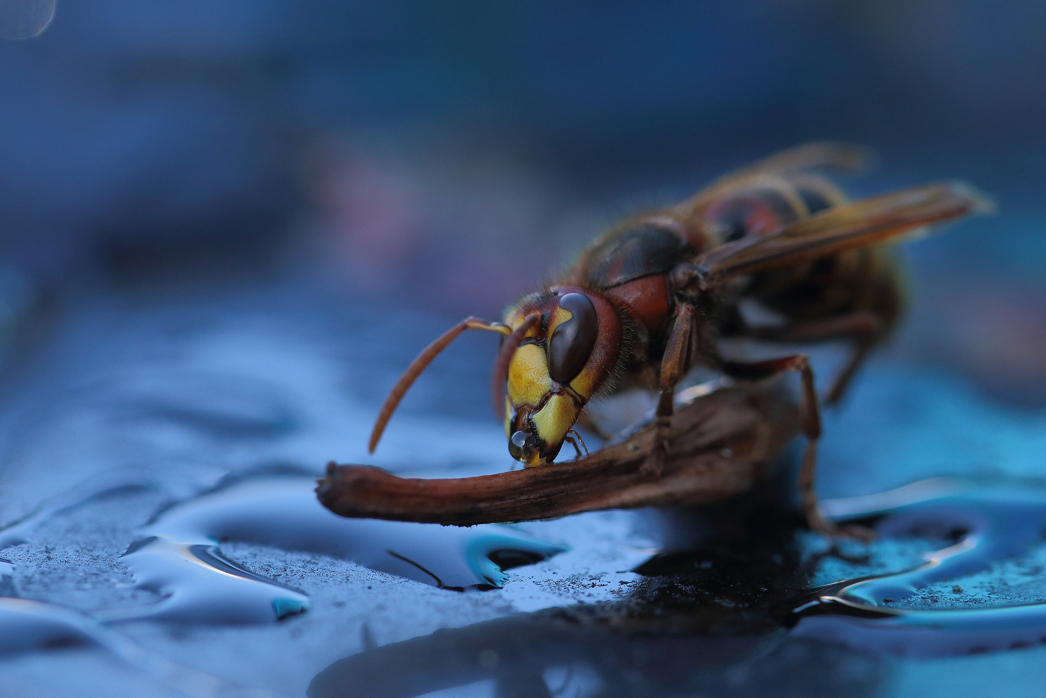 Canon EOS 70D + Canon EF 100mm F2.8L Macro IS USM sample photo. Hornet's blue dream... photography