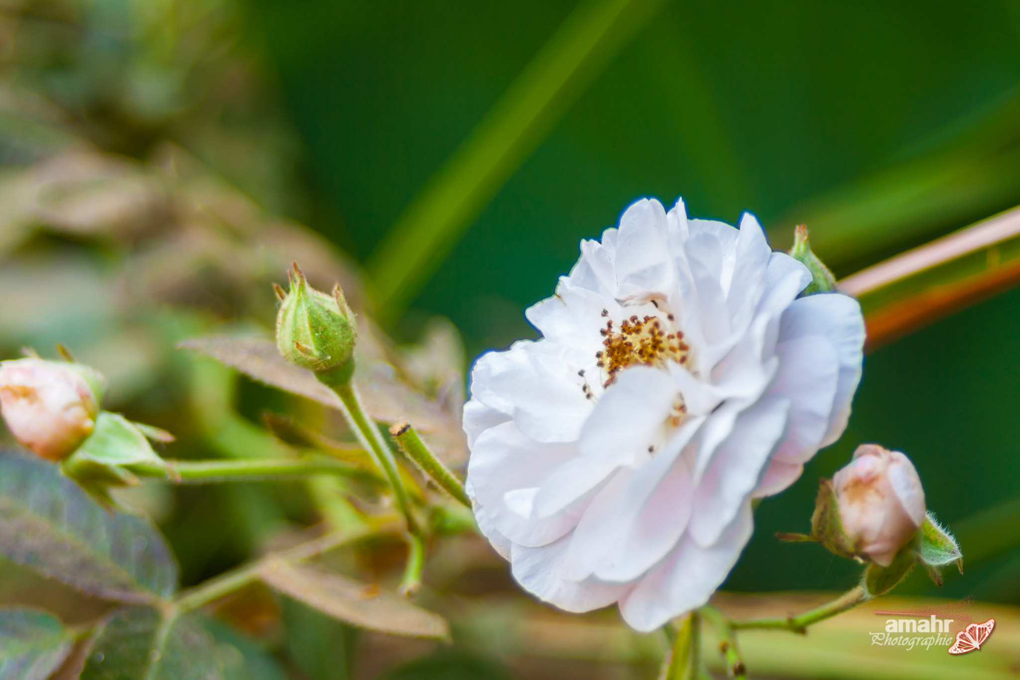 Canon EF 28-80mm f/3.5-5.6 sample photo. Rose photography