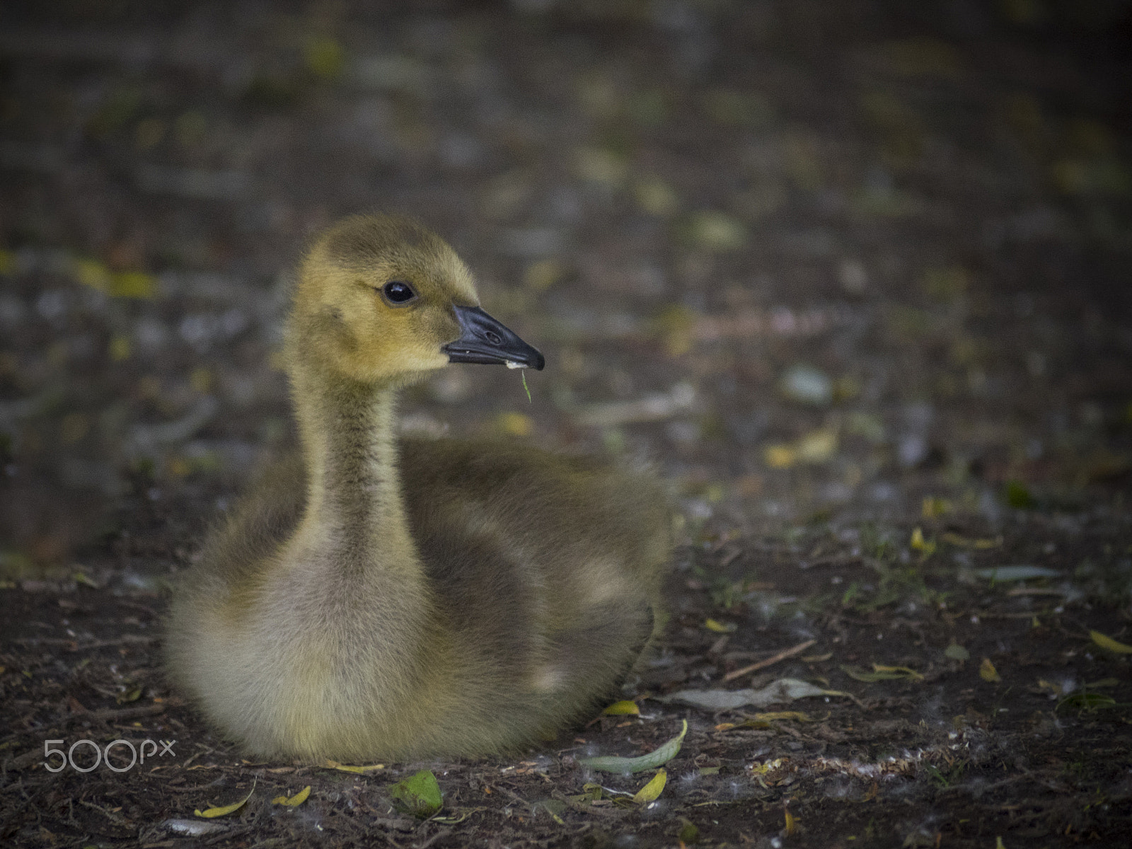 Olympus OM-D E-M1 sample photo. Cute little baby goose photography