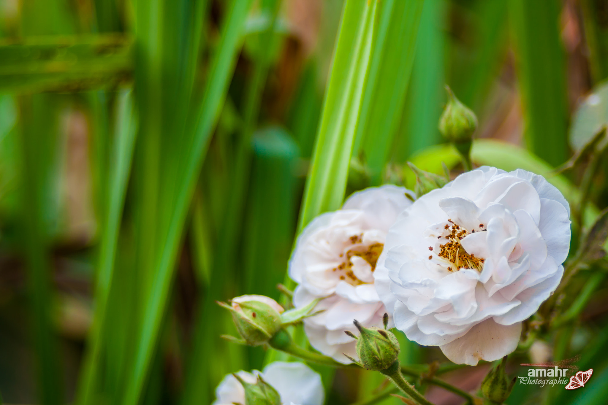 Canon EF 28-80mm f/3.5-5.6 sample photo. Rose photography