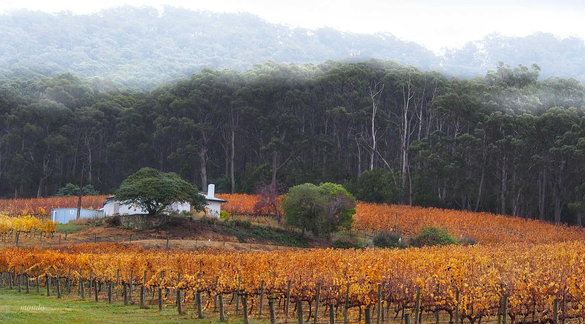 Olympus OM-D E-M5 sample photo. Gums and grapes photography