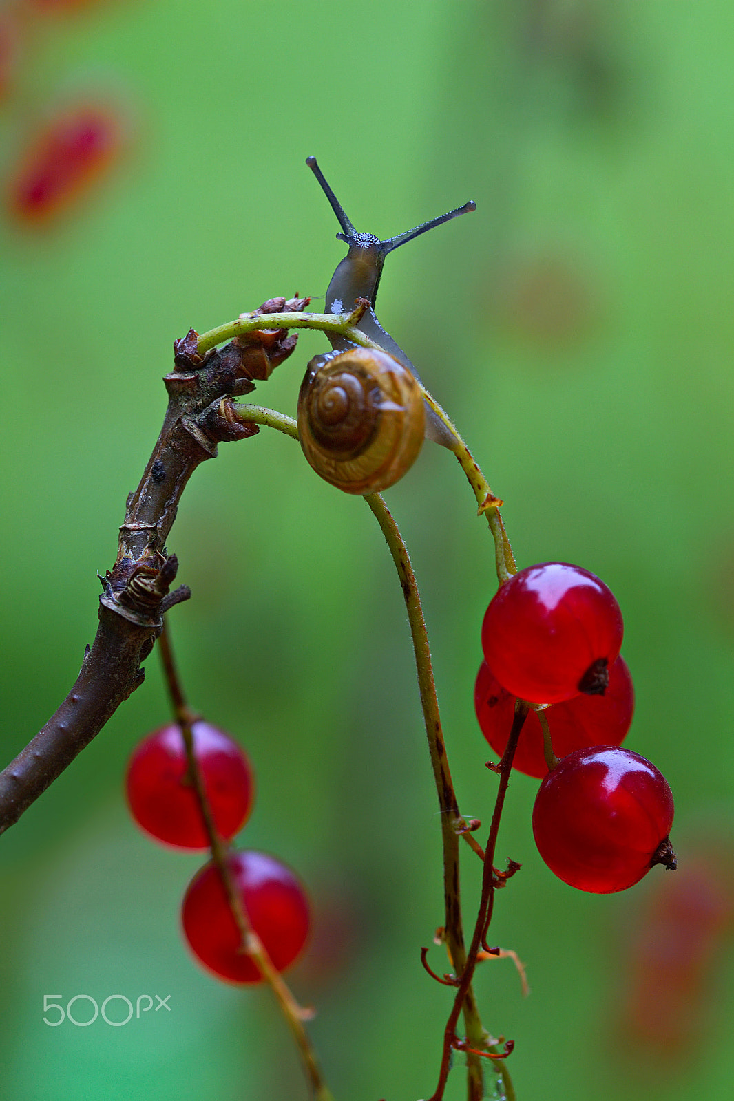 Canon EOS 650D (EOS Rebel T4i / EOS Kiss X6i) + Canon EF 100mm F2.8L Macro IS USM sample photo. On the red currants photography