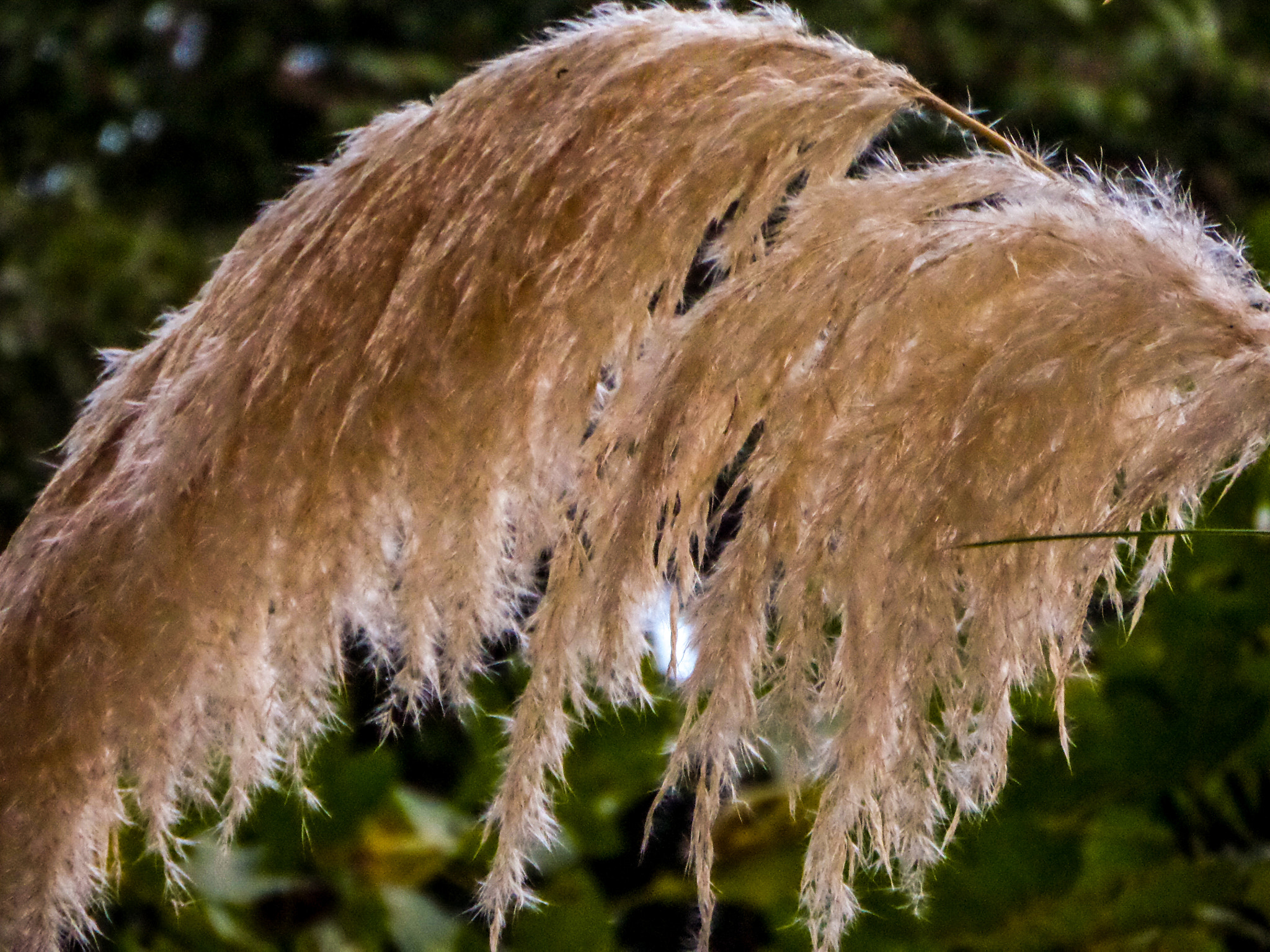 Samsung WB200F/WB201F/WB202F sample photo. Weed photography