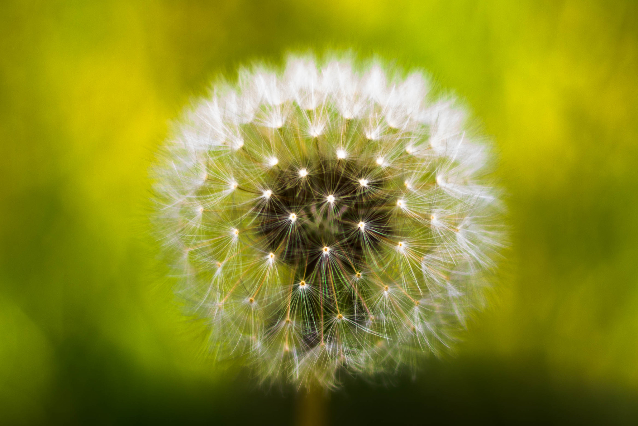 Canon EOS 550D (EOS Rebel T2i / EOS Kiss X4) sample photo. Dandelion seed head photography