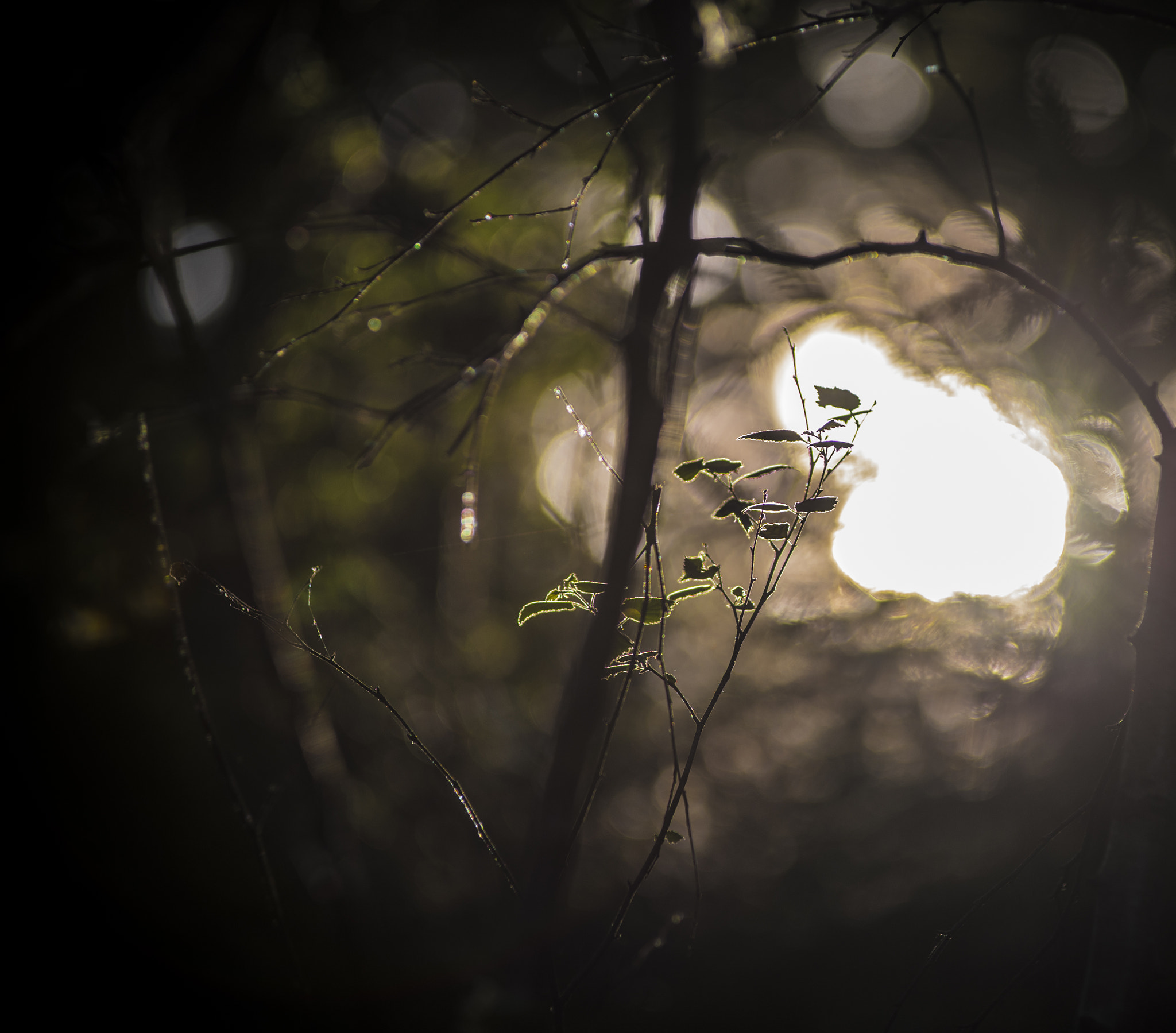Nikon AF-Nikkor 80-200mm F2.8D ED sample photo