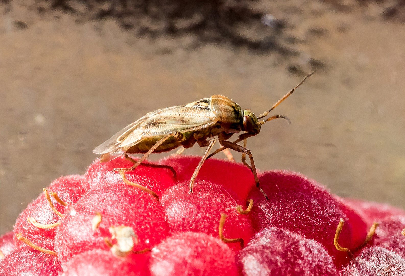 Canon EF 100mm F2.8L Macro IS USM sample photo. Bug on raspberry. жук на малину,  甲虫覆盆子 photography