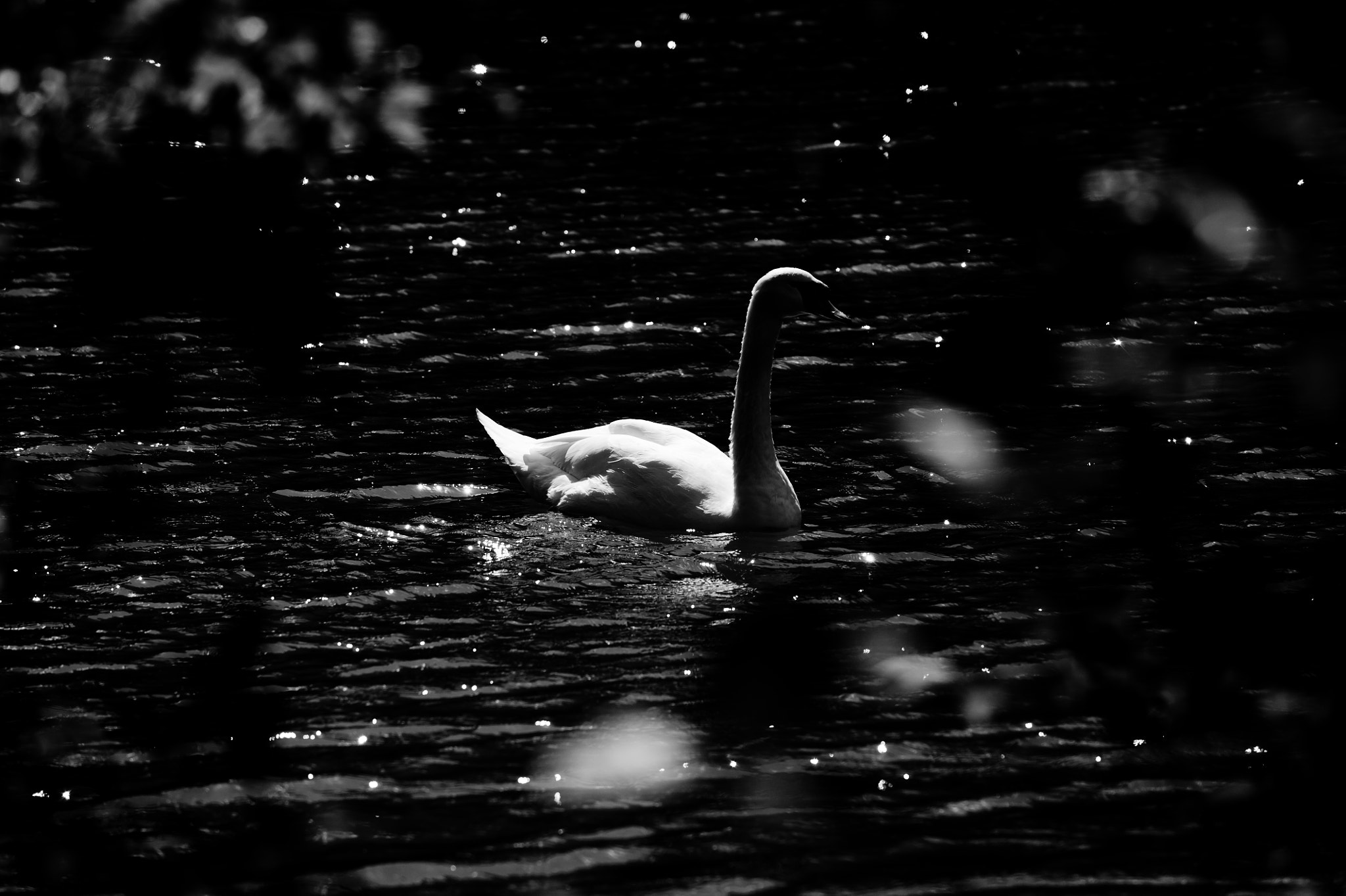 Nikon D700 sample photo. A swan photography