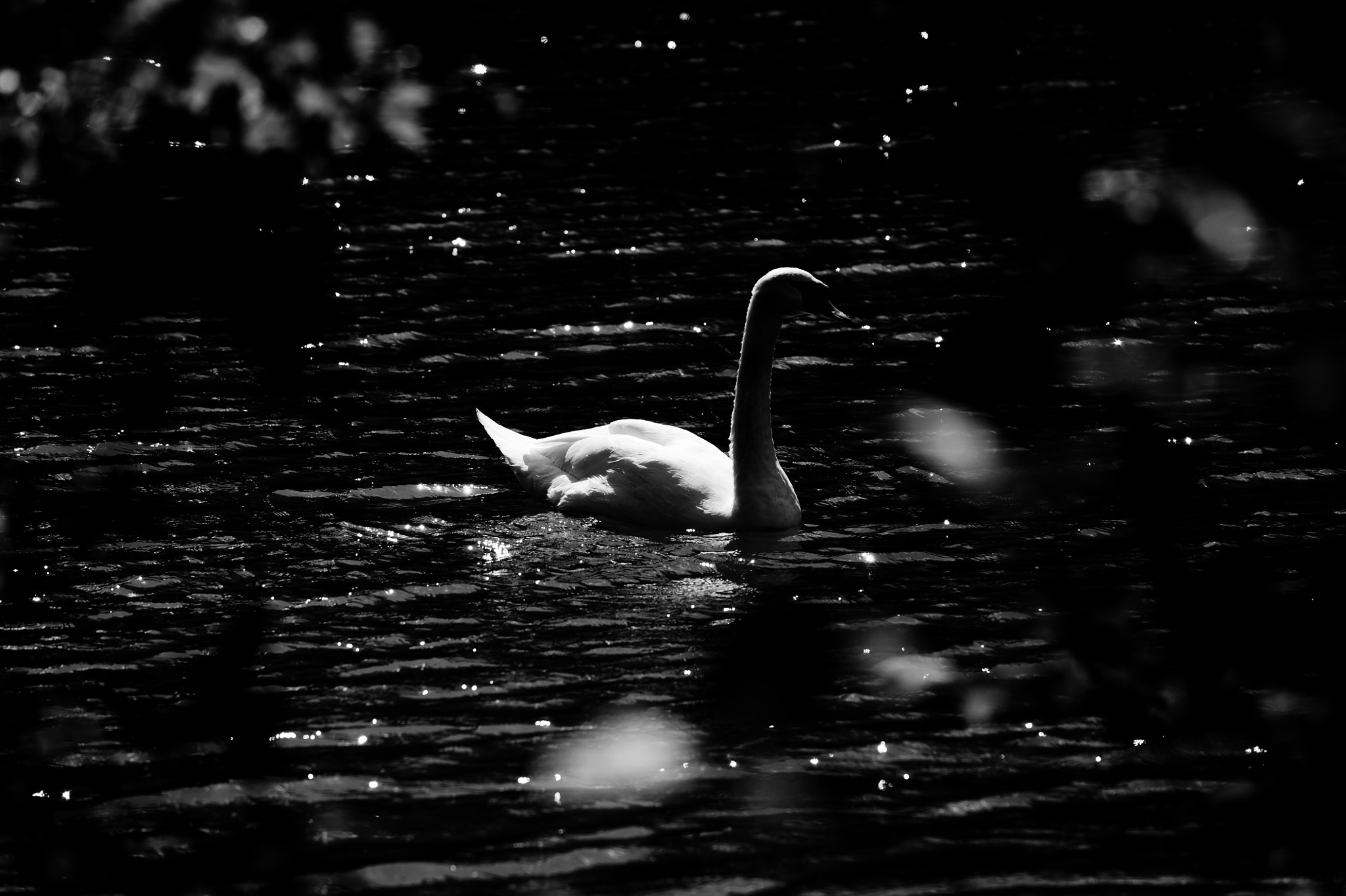 Nikon AF-S Nikkor 70-200mm F4G ED VR sample photo. A swan photography