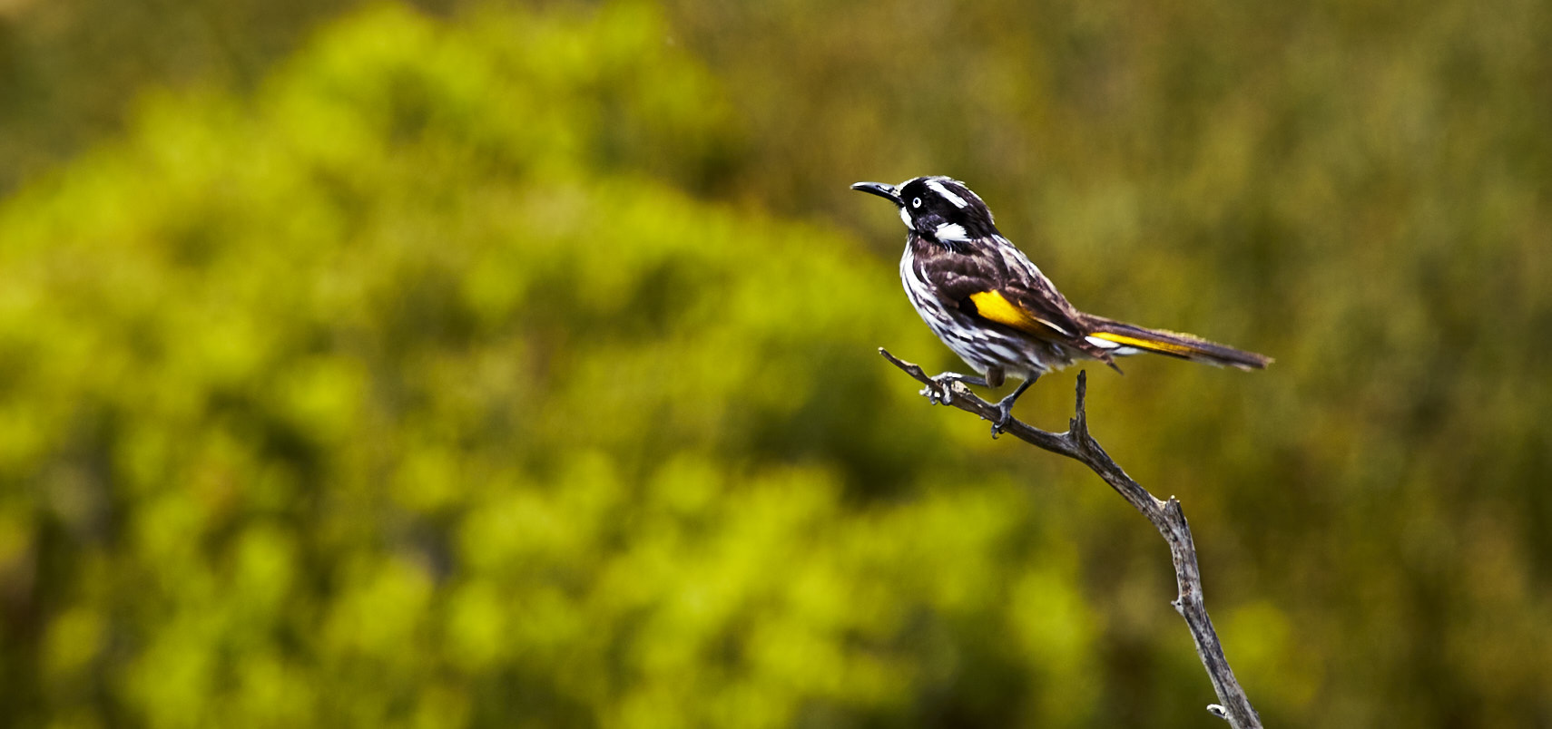 Canon EF 70-300mm F4-5.6L IS USM sample photo. Wild bird photography