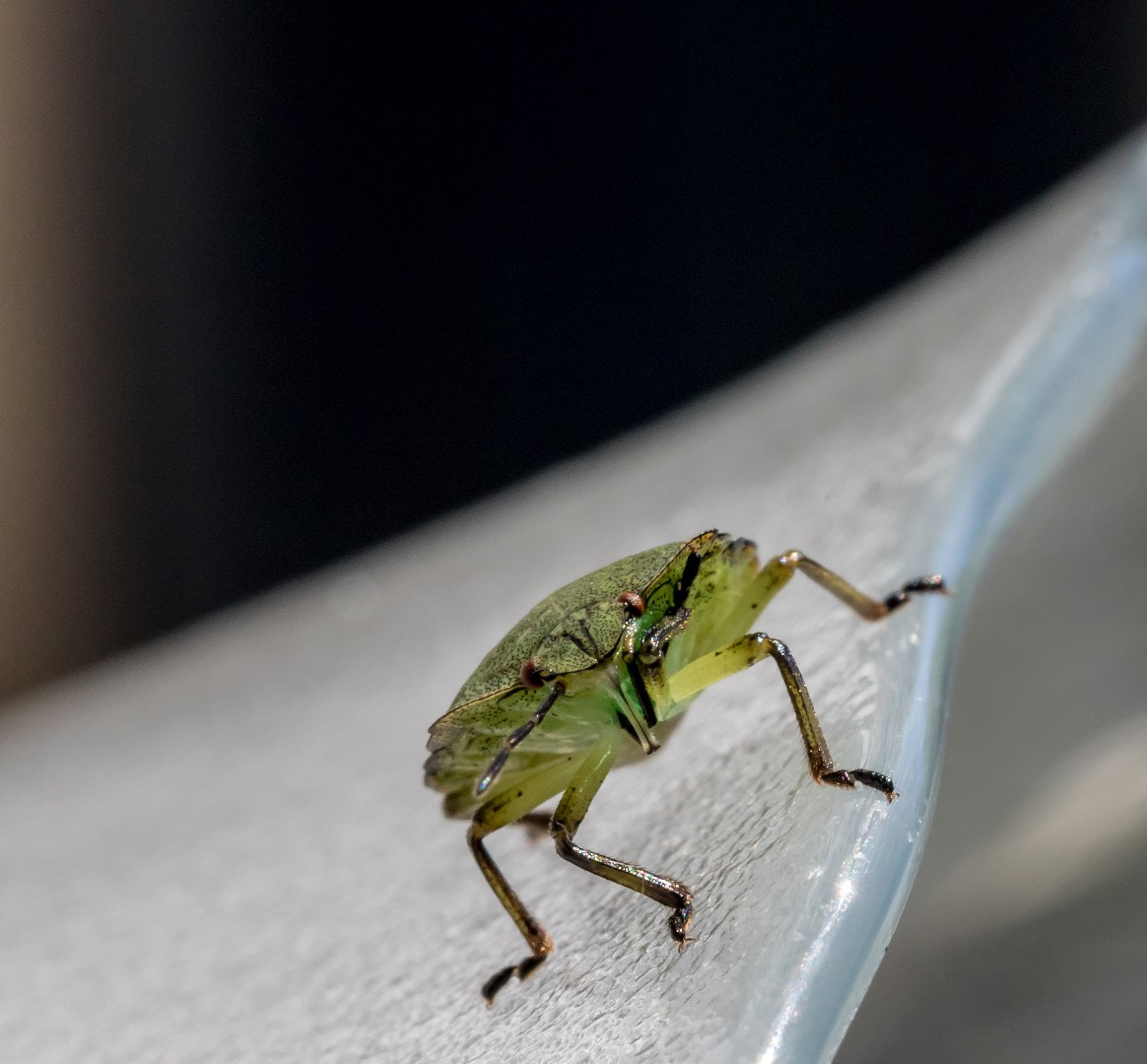 Canon EF 100mm F2.8L Macro IS USM sample photo. From outer space photography