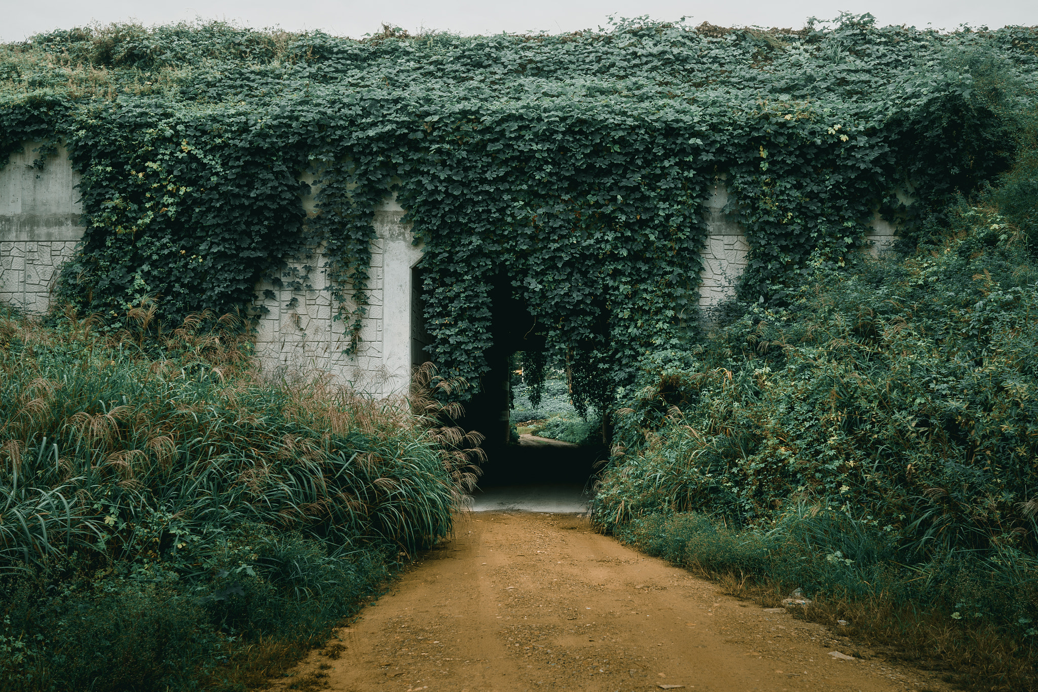 Sony a7 + Sony Distagon T* FE 35mm F1.4 ZA sample photo. Overgrown tunnel photography