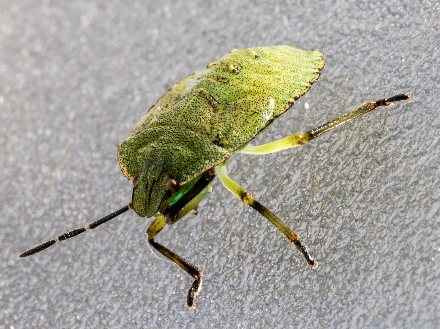 Canon EF 100mm F2.8L Macro IS USM sample photo. Pentatomidae photography