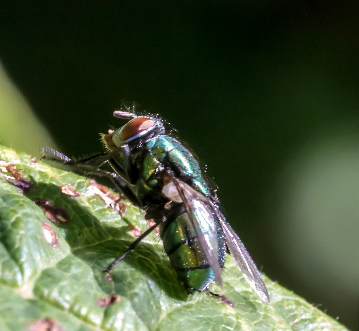 Canon EF 100mm F2.8L Macro IS USM sample photo. Fat fly photography