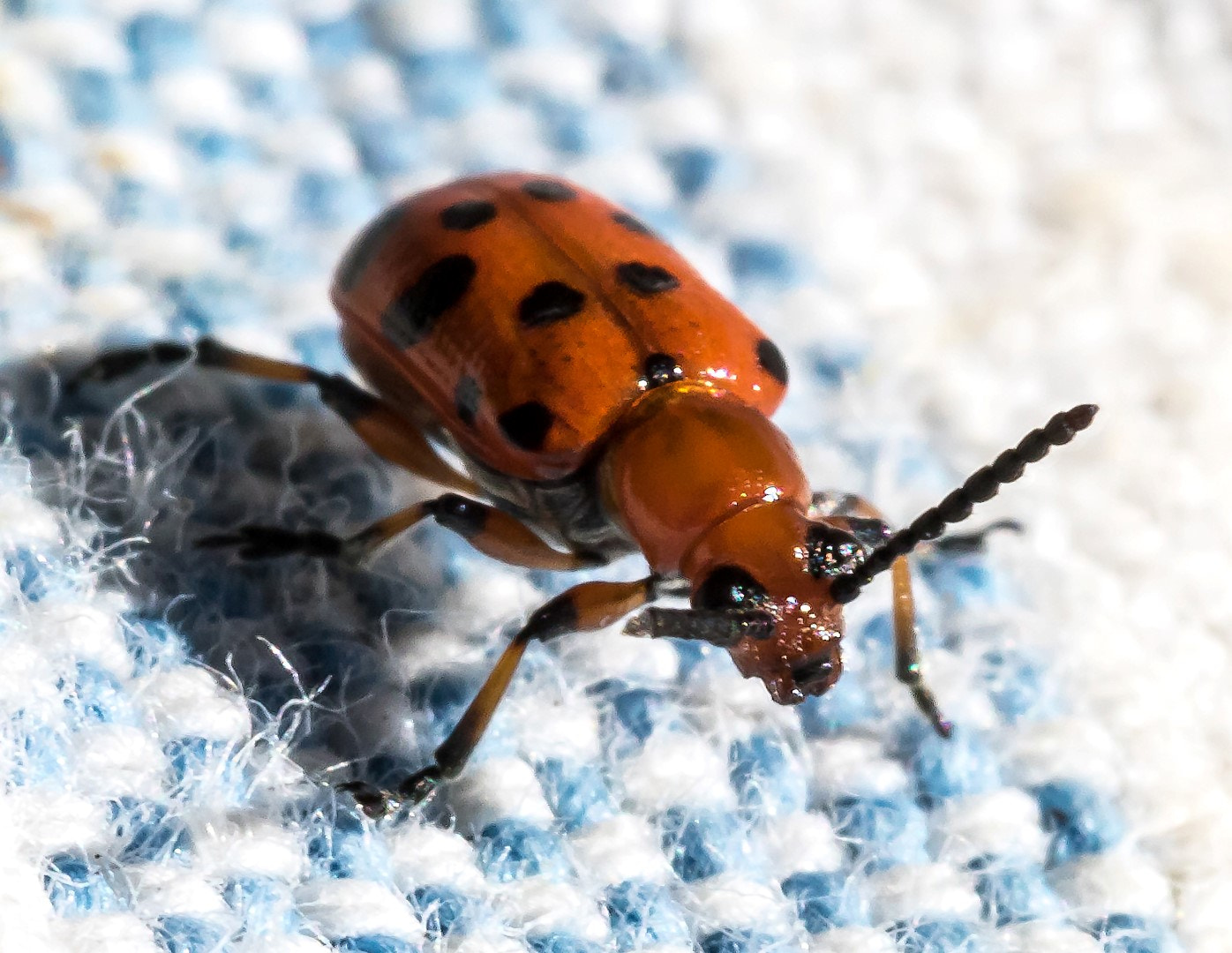 Canon EF 100mm F2.8L Macro IS USM sample photo. Tiny, tiny bug on kitchen towel photography