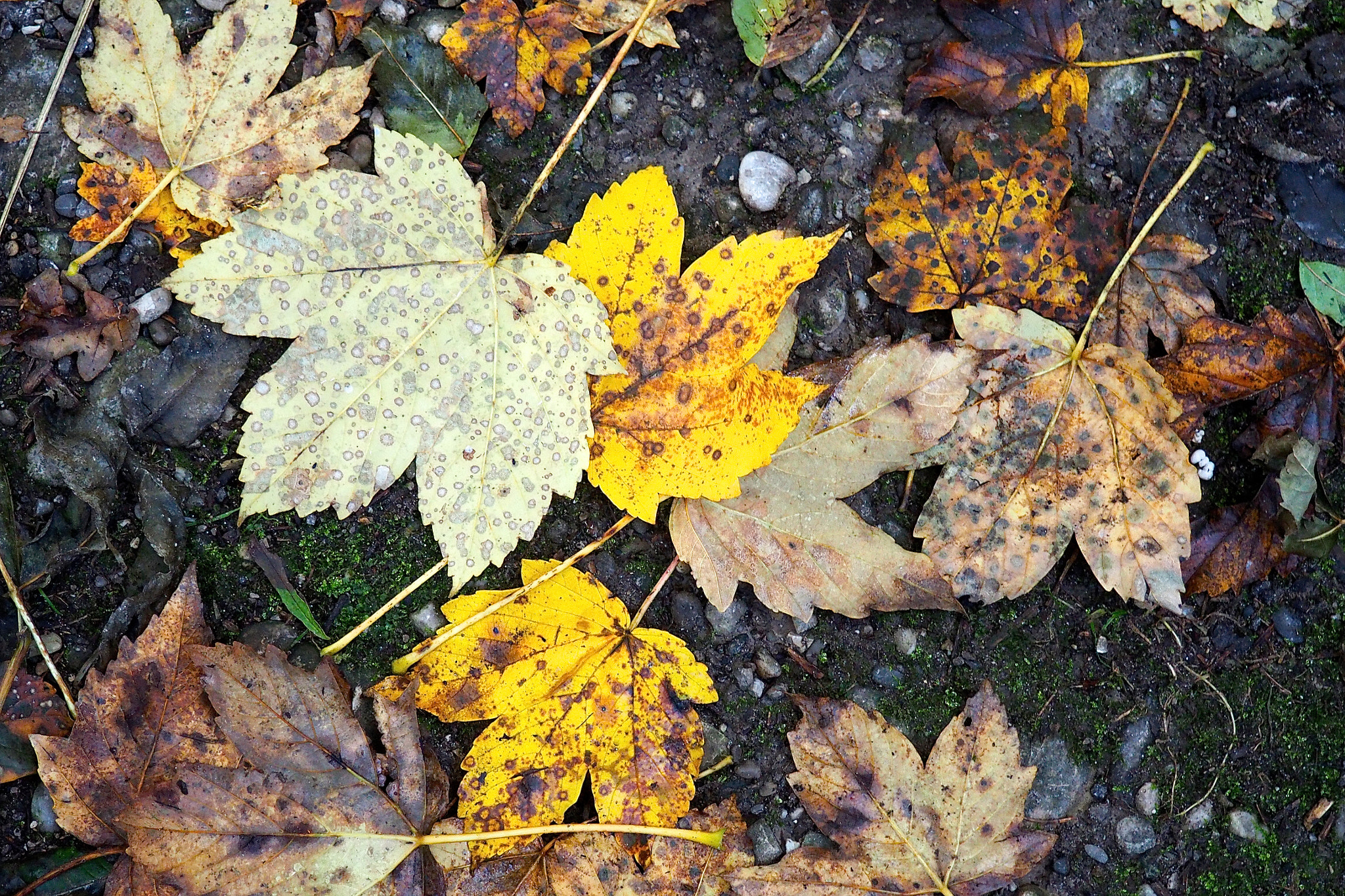 Olympus M.Zuiko Digital 14-42mm F3.5-5.6 II R sample photo. Fall colors photography