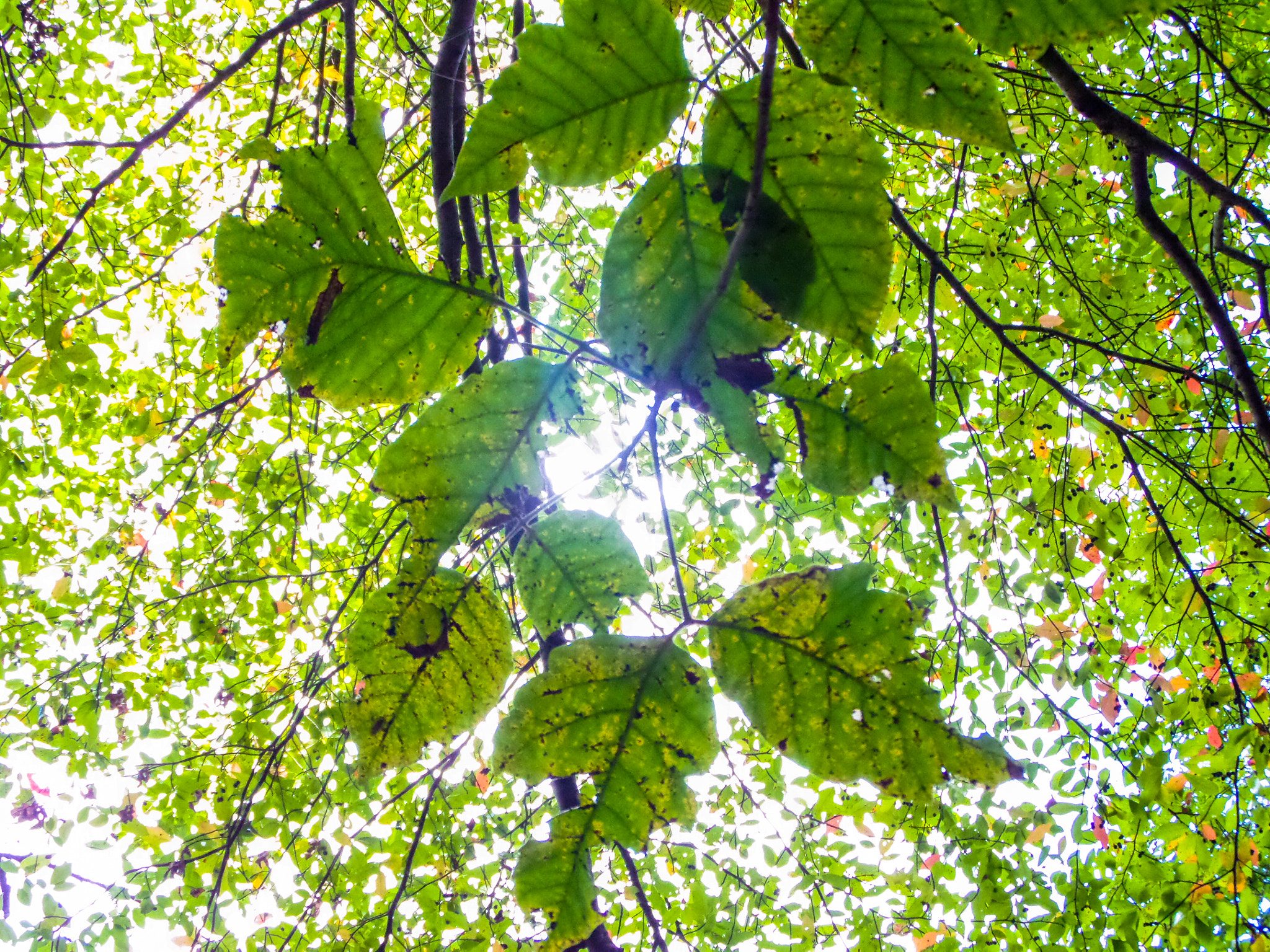 Samsung WB200F/WB201F/WB202F sample photo. Through the leaves photography