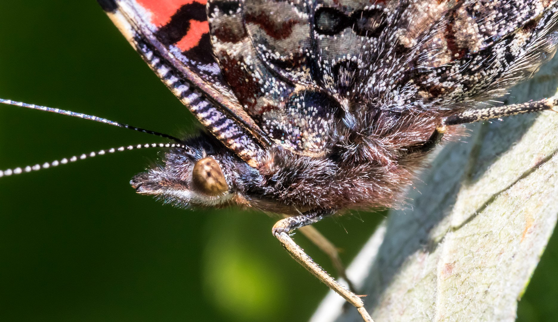 Canon EF 100mm F2.8L Macro IS USM sample photo. Vanessa atalanta photography