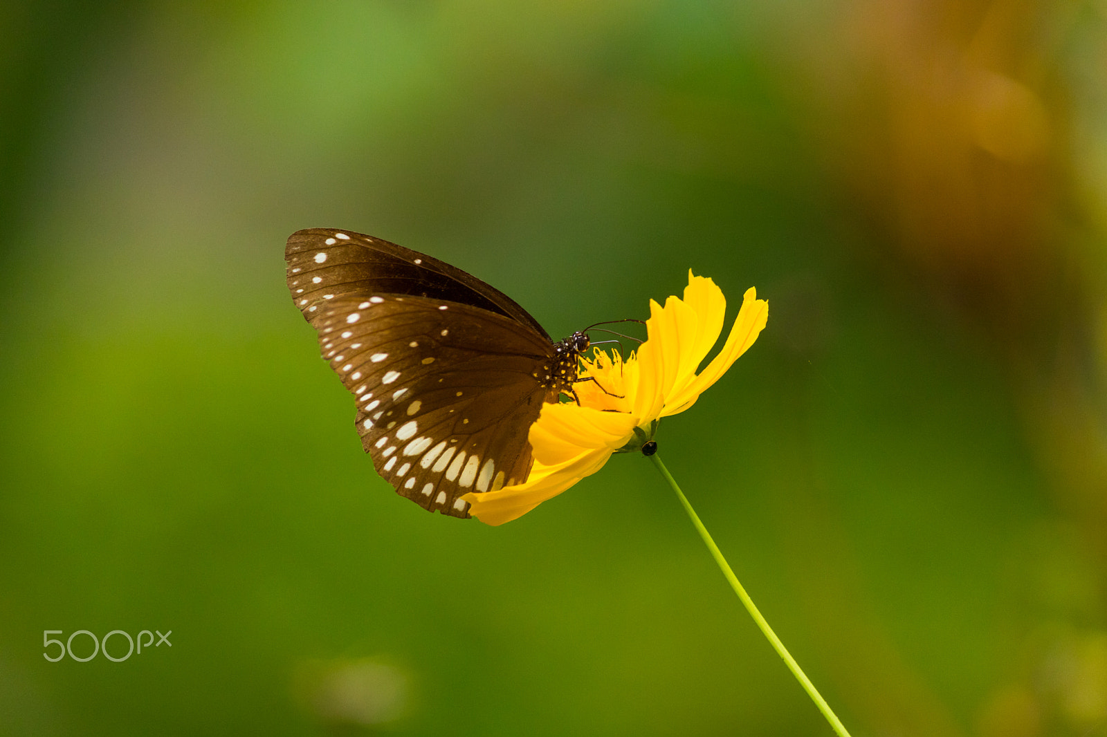 Canon EOS 750D (EOS Rebel T6i / EOS Kiss X8i) sample photo. Nature love!! photography