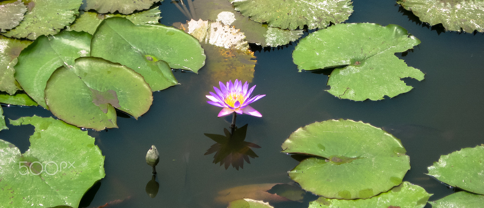 Canon POWERSHOT SD1000 sample photo. Xiamen lilypad flower photography