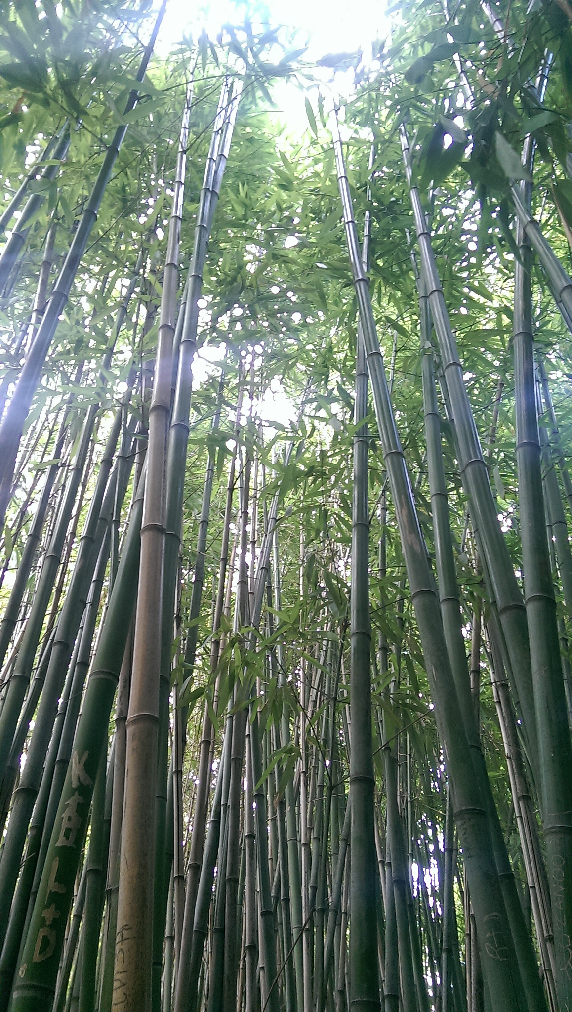 HTC ONE MINI sample photo. Bamboo photography