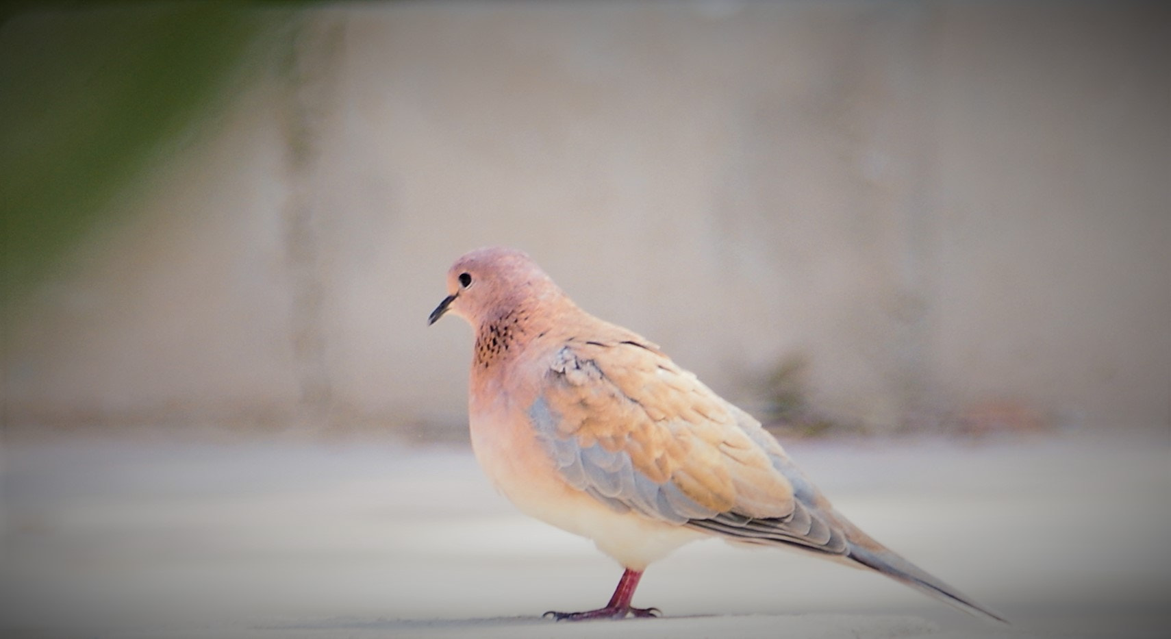 Pentax K-3 + smc PENTAX-F* 300mm F4.5 ED[IF] sample photo