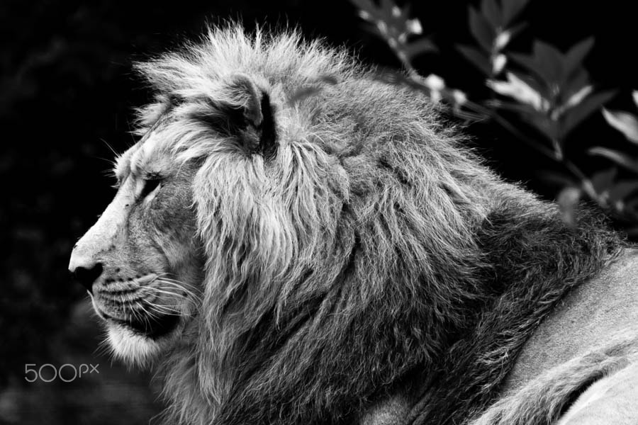 Canon EOS-1D Mark IV sample photo. Asiatic lion (captive) photography
