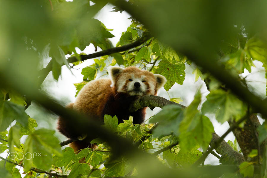 Canon EOS-1D Mark IV + Canon EF 100-400mm F4.5-5.6L IS USM sample photo. Red panda (captive) photography