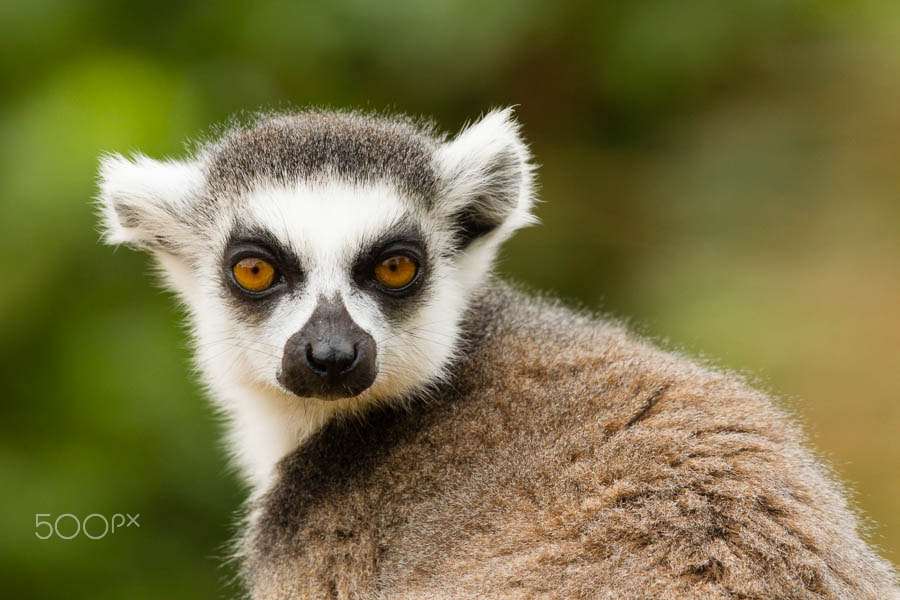 Canon EOS-1D Mark IV sample photo. Ring-tailed lemur (captive) photography