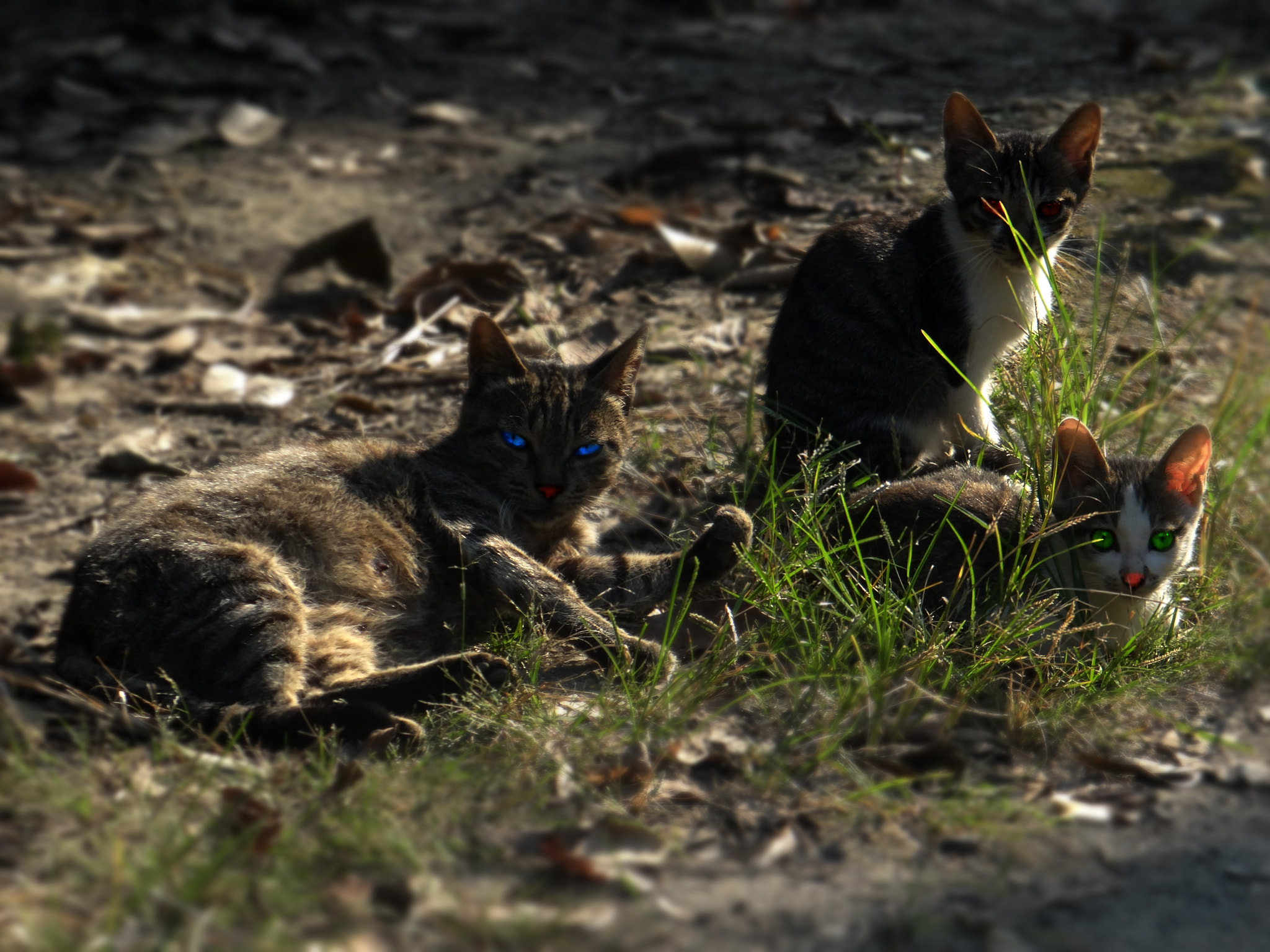 Sony DSC-HX200 sample photo. 《飞禽走兽》之《三只野猫》 photography