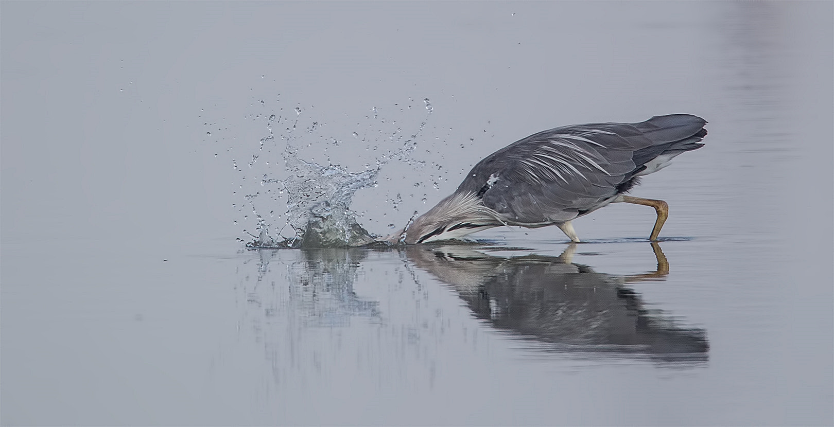 Canon EF 500mm F4L IS USM sample photo. Splash photography