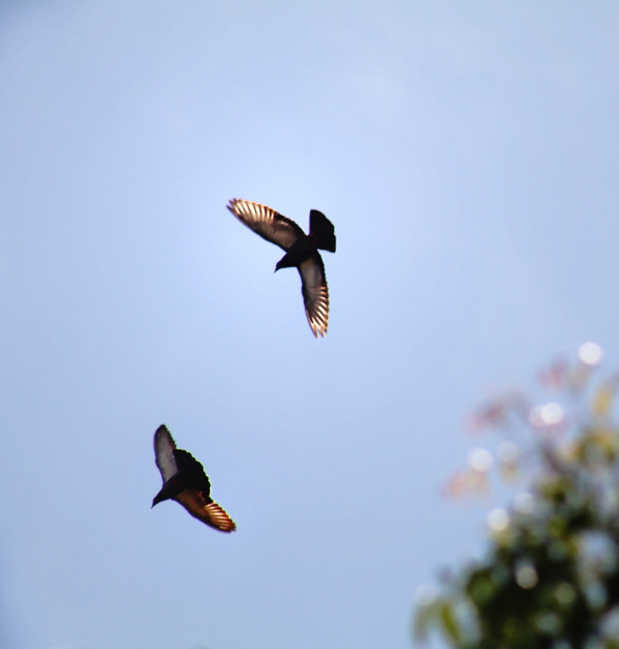 Canon EOS 80D + EF75-300mm f/4-5.6 sample photo. A pair. photography