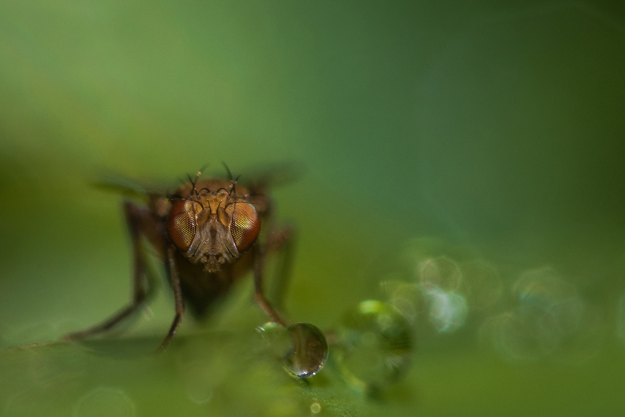 Nikon AF Micro-Nikkor 200mm F4D ED-IF sample photo. Rest photography