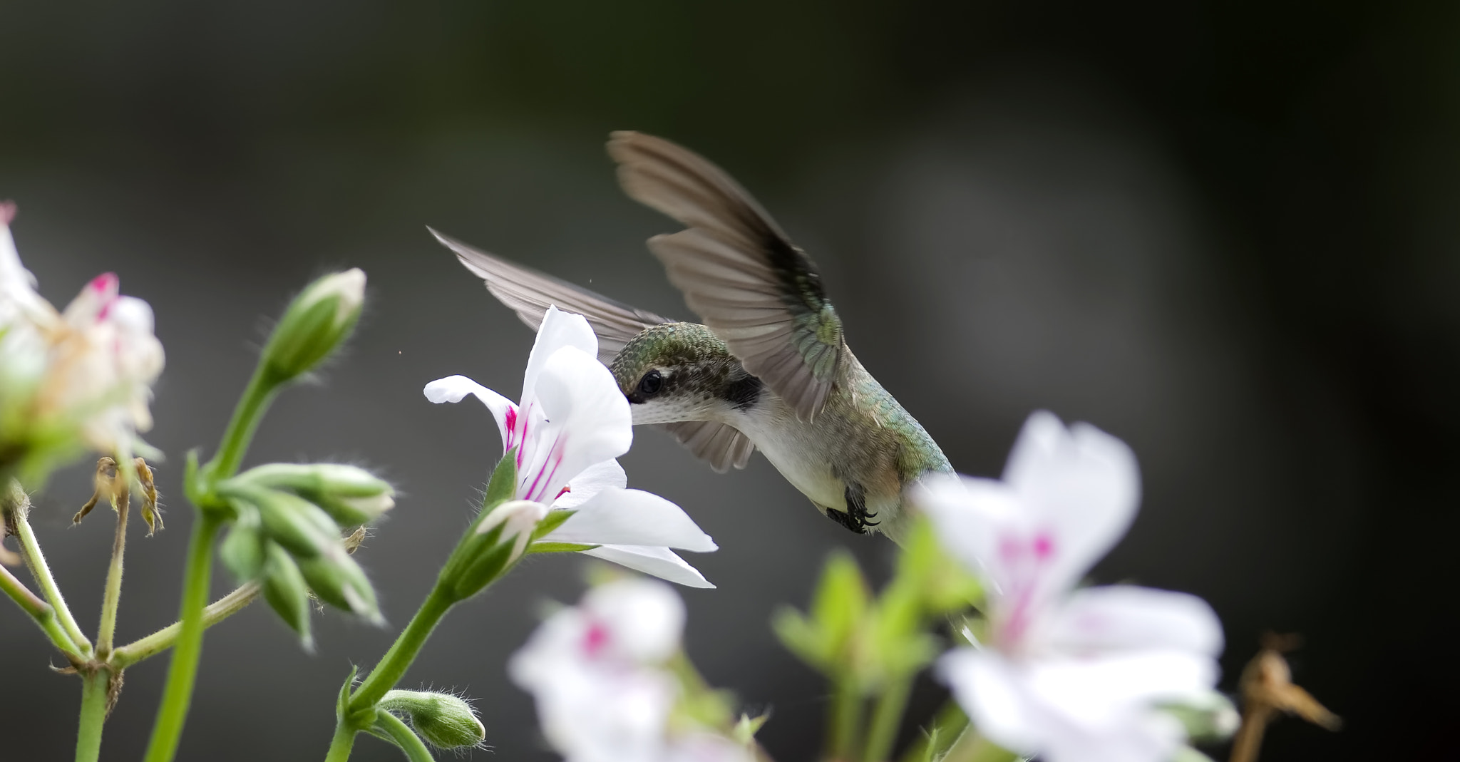 AF Nikkor 35mm f/2 sample photo. Geraniums are so good photography