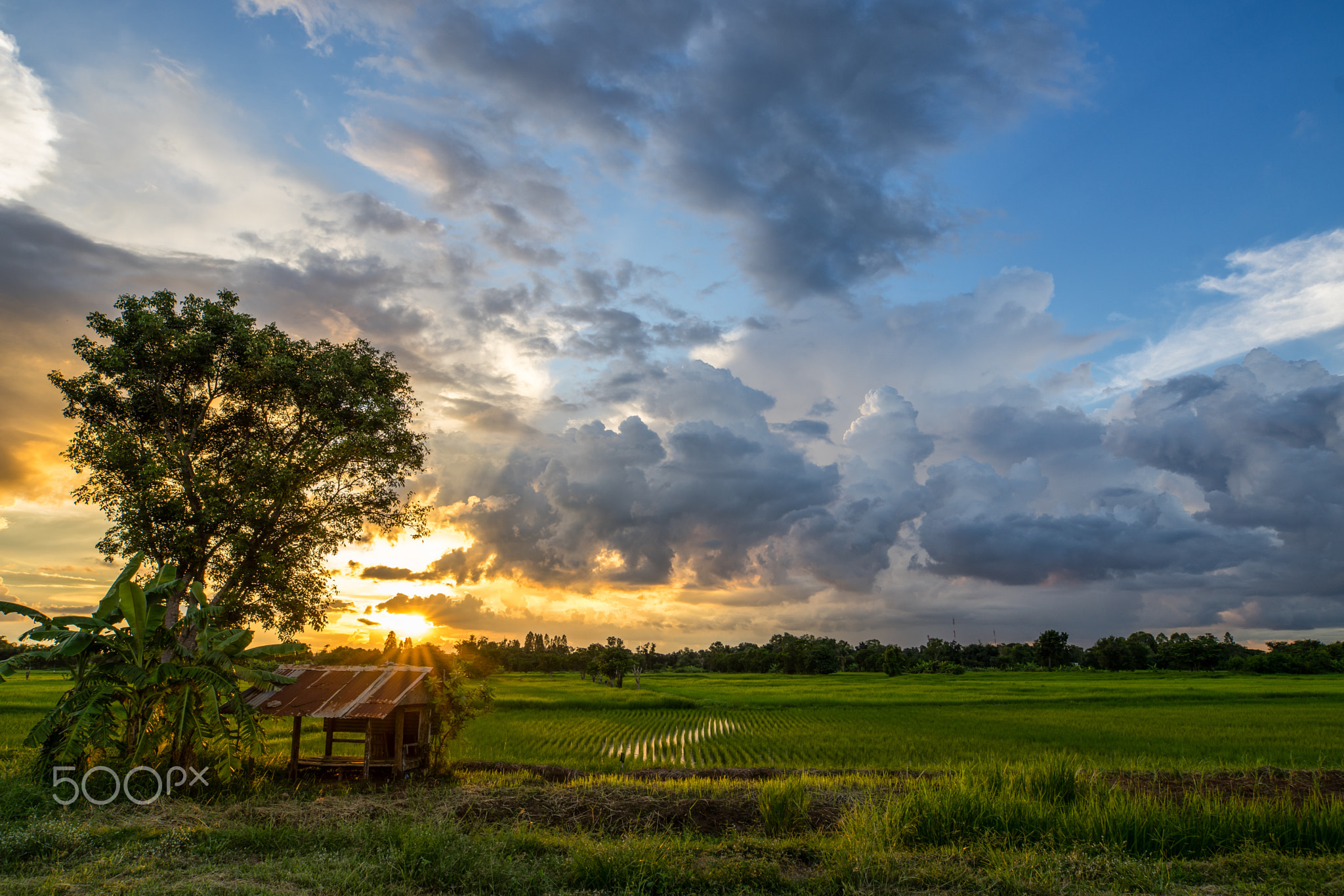 Hut on Green rice fields