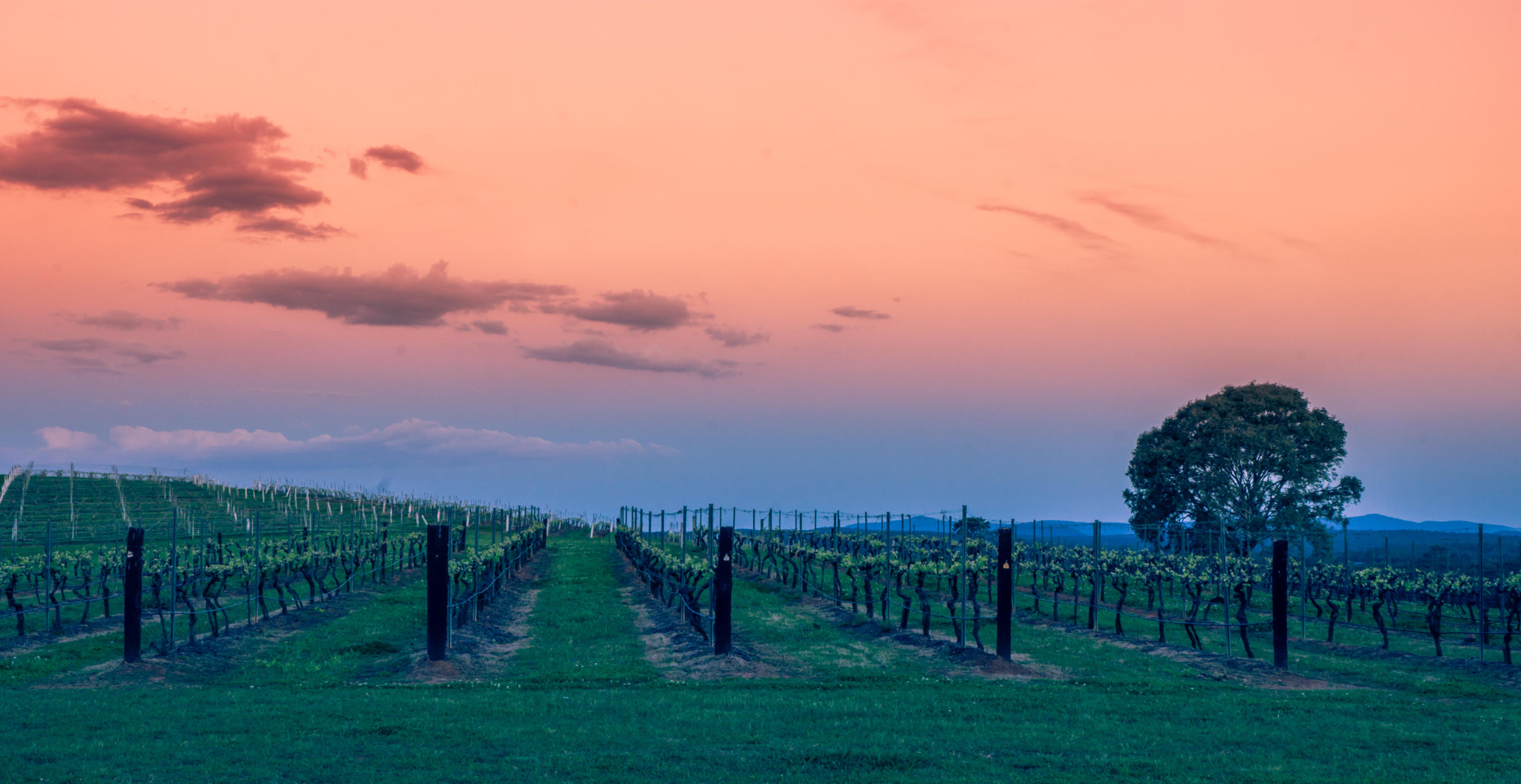Sony SLT-A77 + Sony DT 18-55mm F3.5-5.6 SAM sample photo. A beautiful evening in the hunter valley touring t ... photography