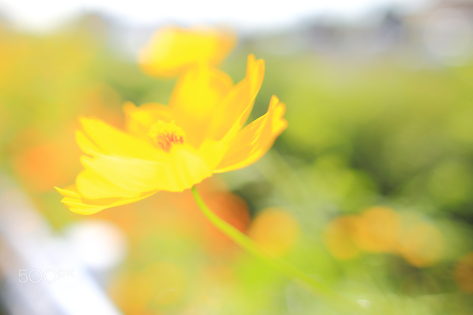 Canon EOS 6D + Sigma 28mm f/1.8 DG Macro EX sample photo. Cosmos sulphureus photography