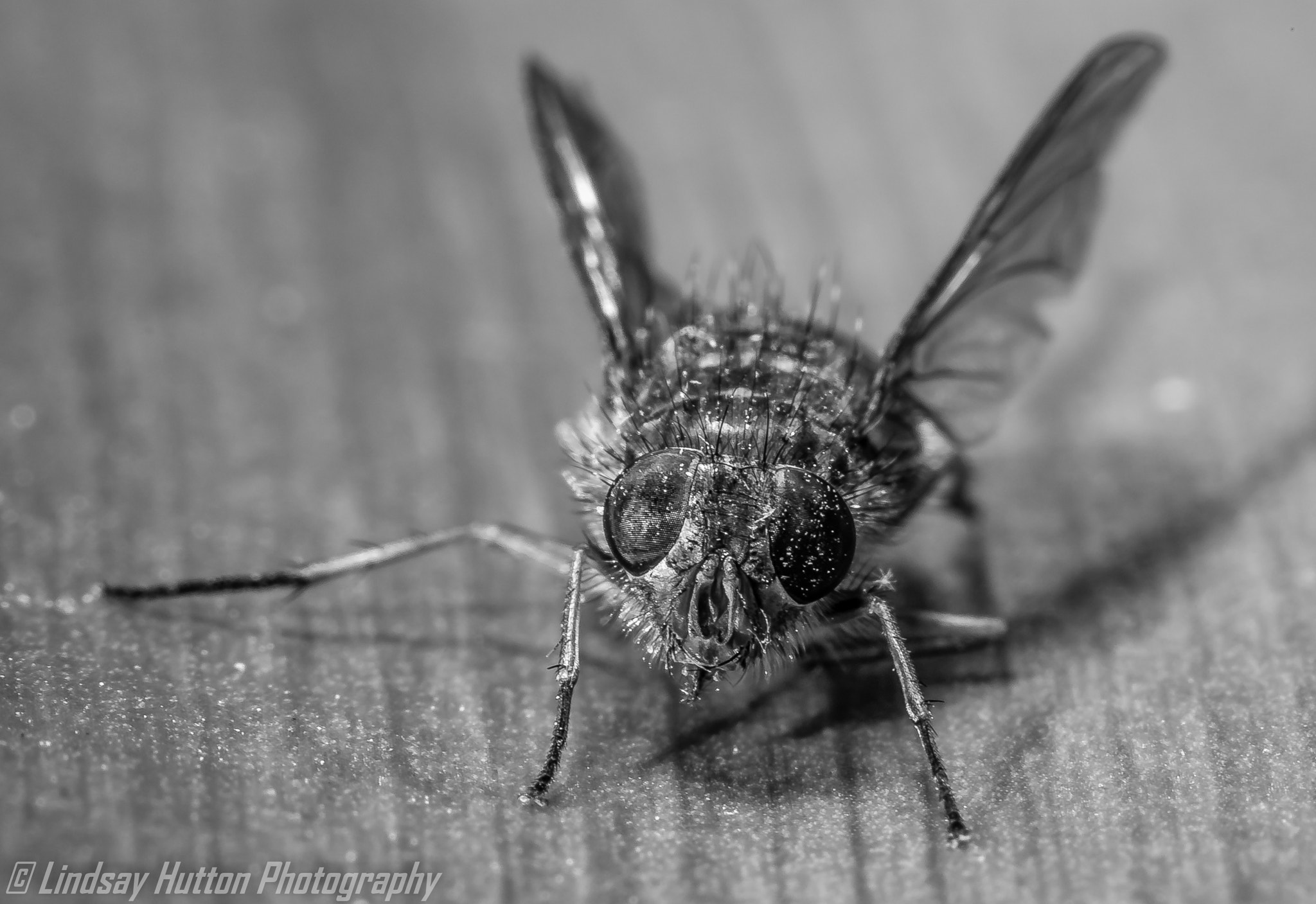 Canon EF 100mm F2.8L Macro IS USM sample photo. Fly photography