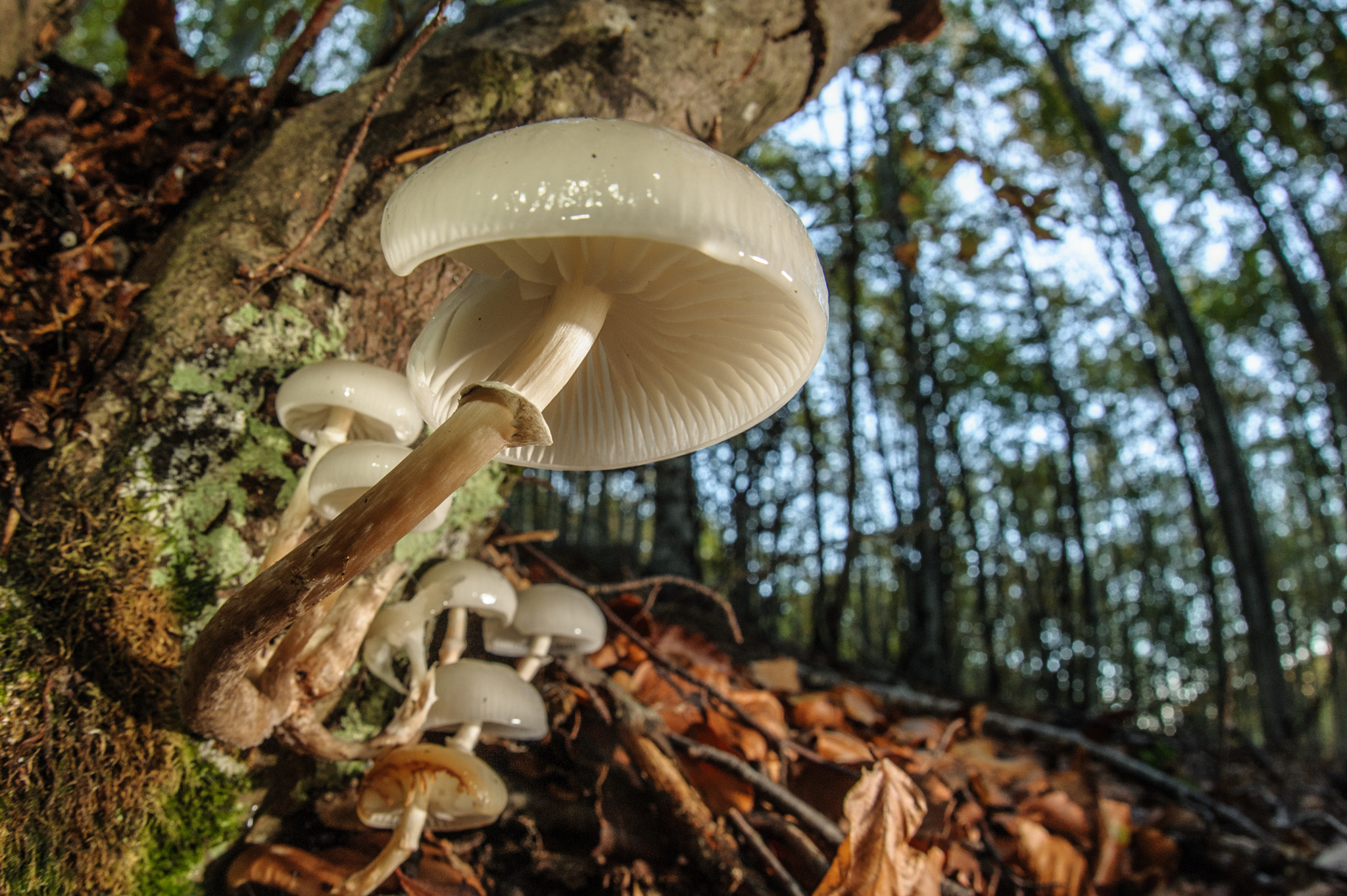 Nikon D700 + Sigma 15mm F2.8 EX DG Diagonal Fisheye sample photo. Porcelain fungus photography