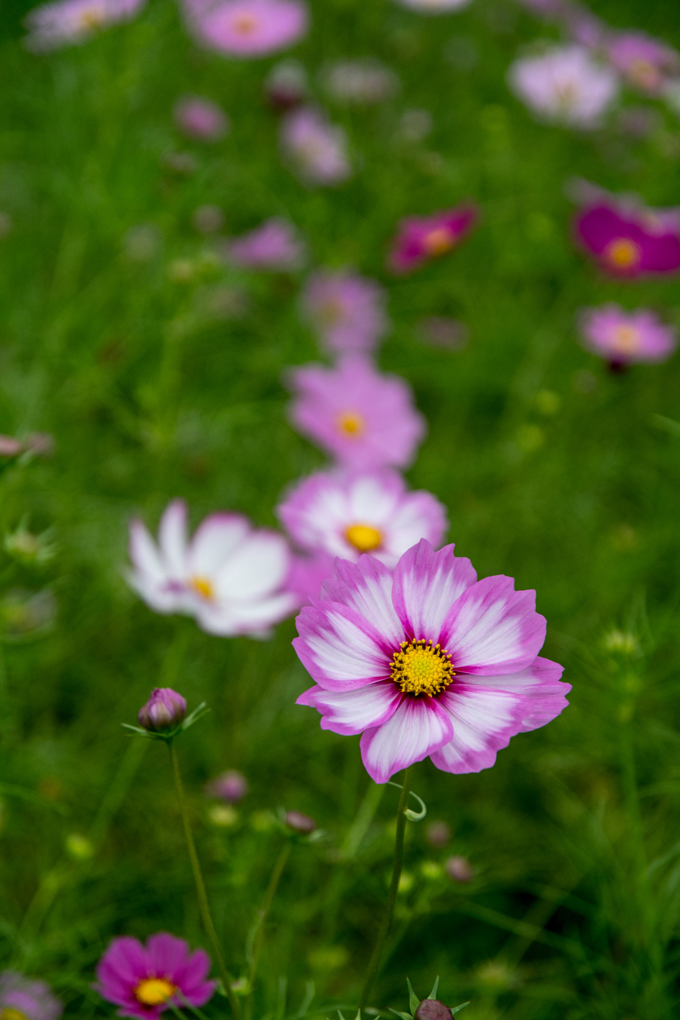 Nikon D500 sample photo. Cosmos flowers photography