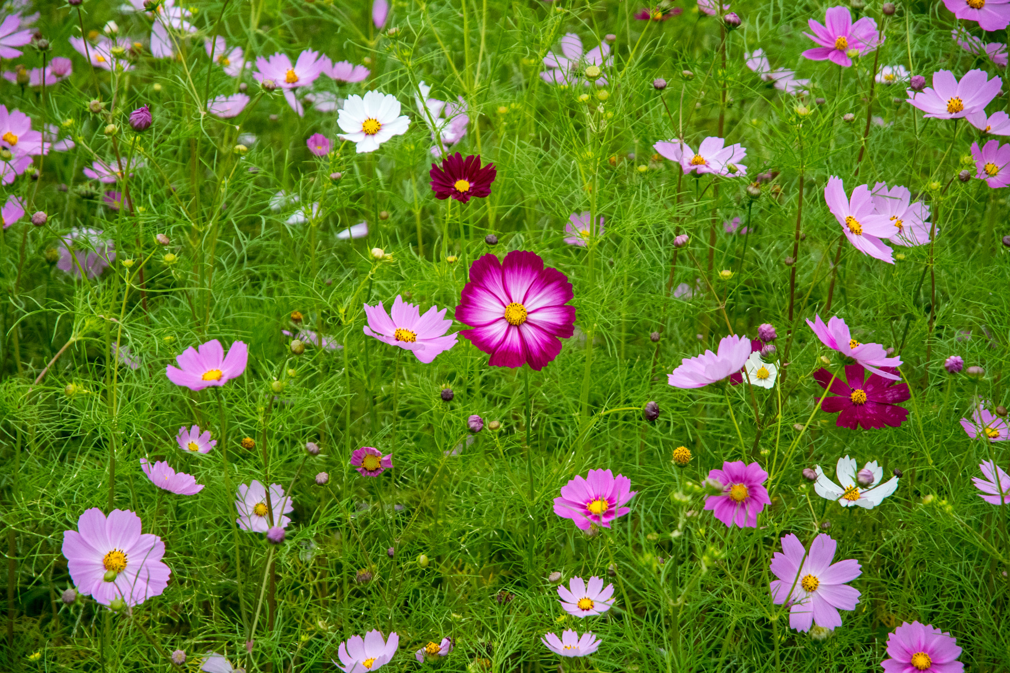 Nikon D500 sample photo. Cosmos flowers photography
