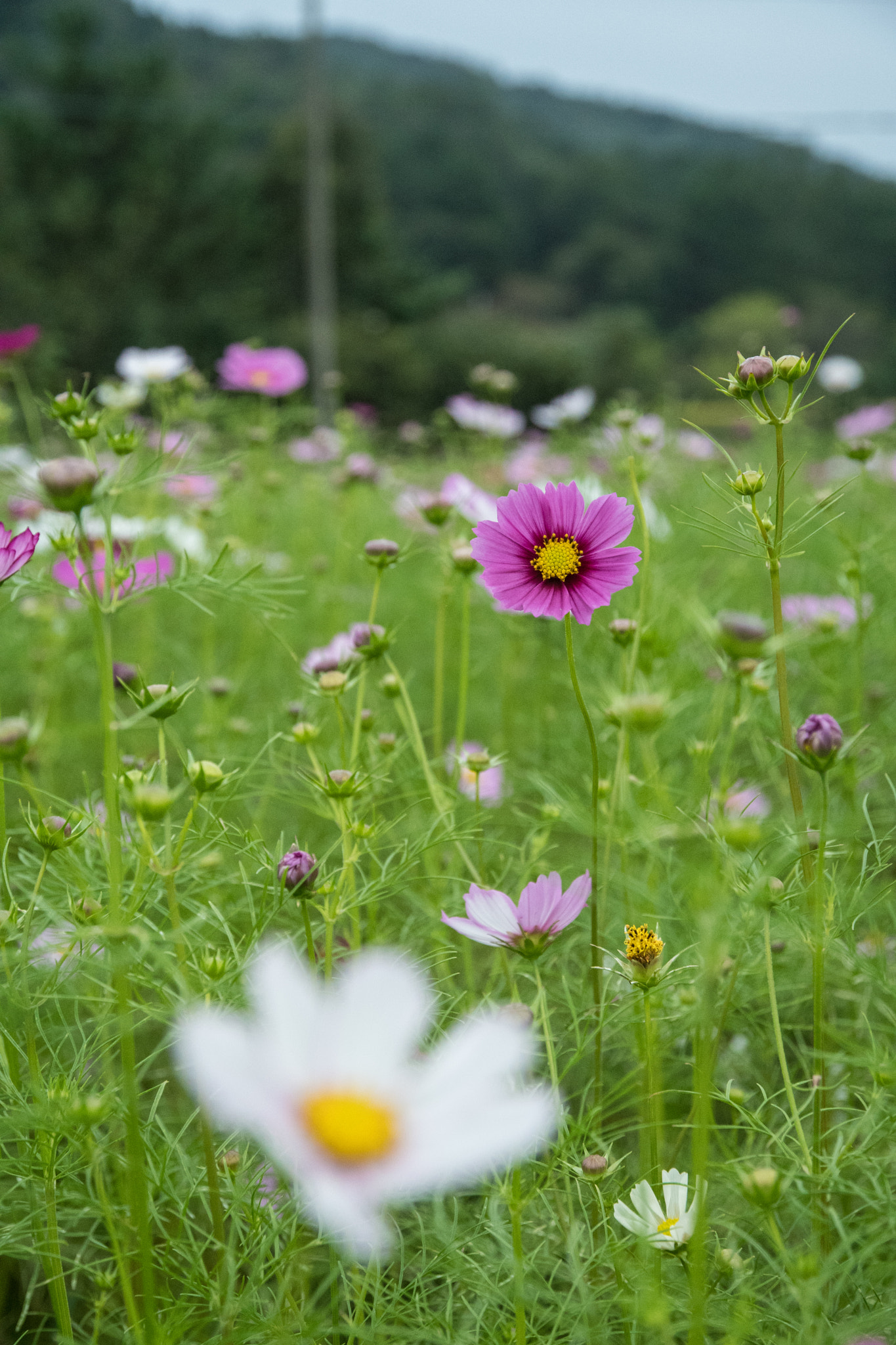 Nikon D500 sample photo. Cosmos flowers photography